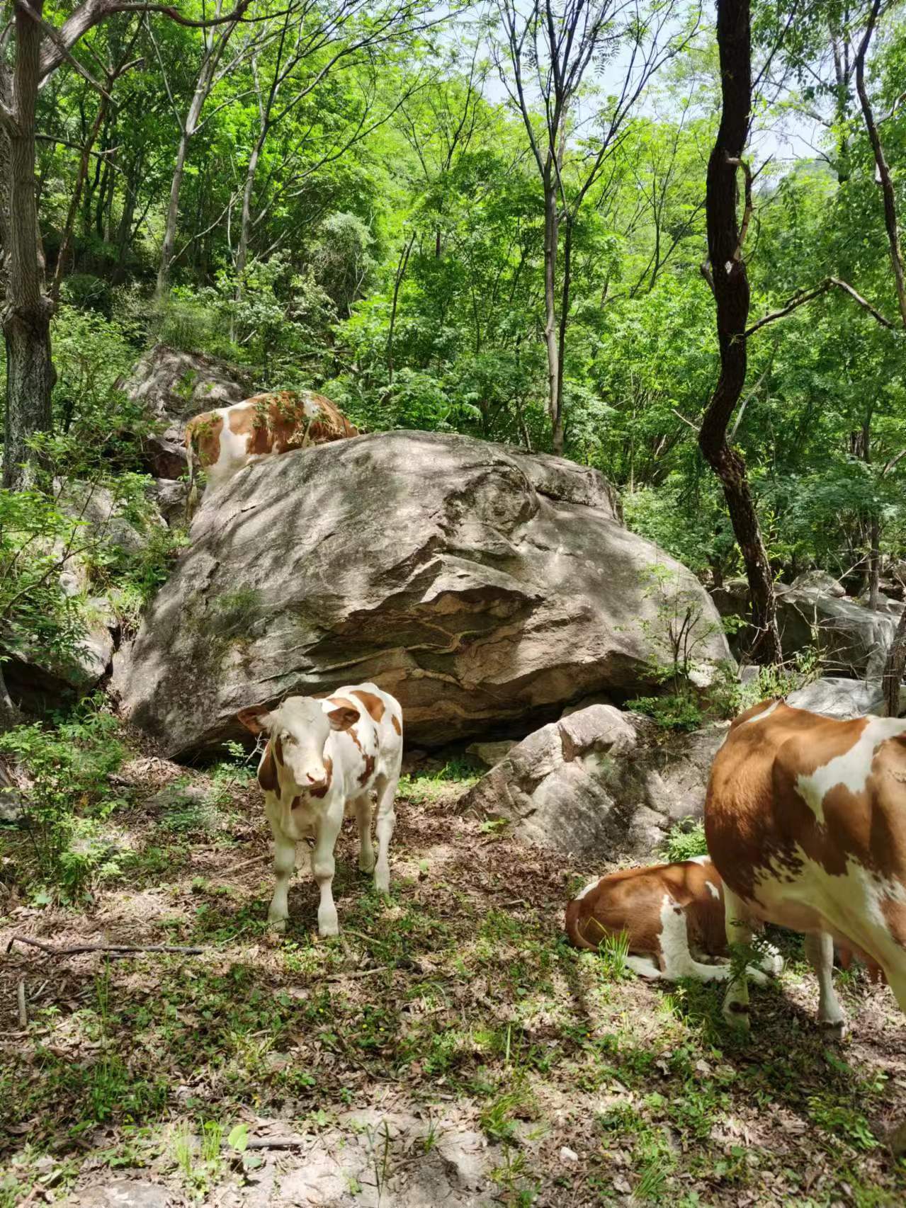 灵寿驼沟行并序