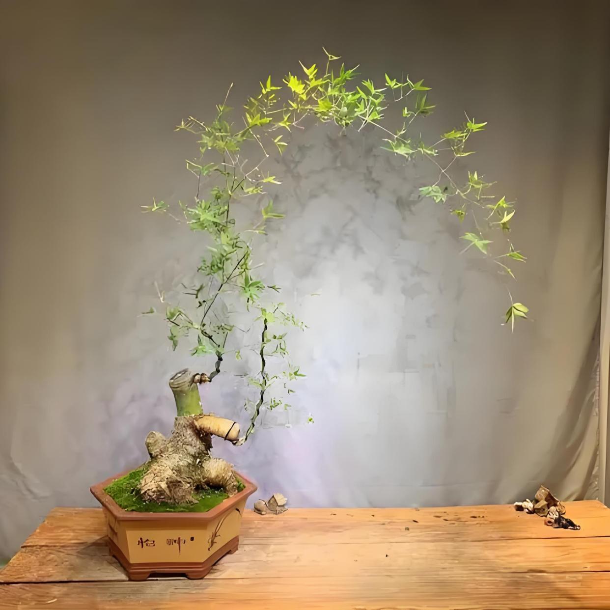小叶簕竹种植方法,适合种植在什么地方,生长周期是多久?