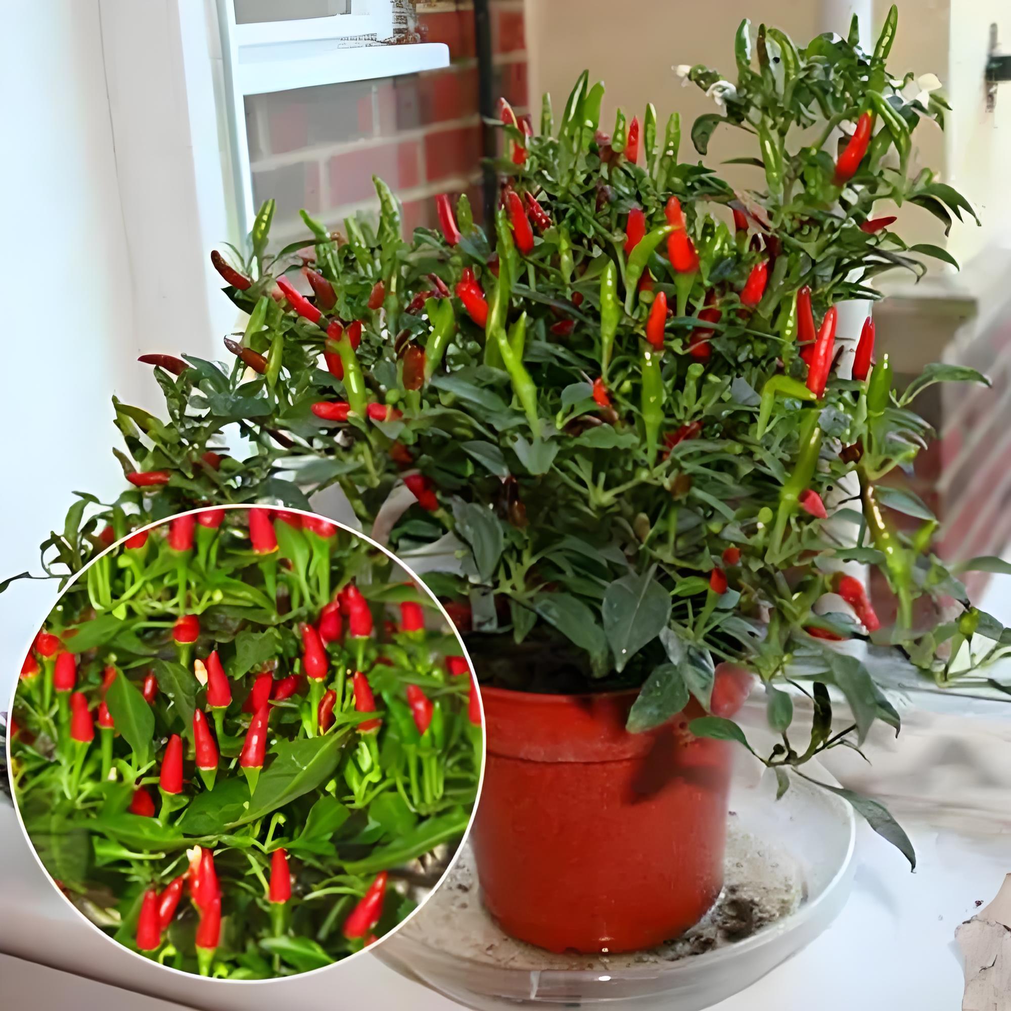 辣椒阳台盆栽种植方法,辣椒阳台盆栽什么时候种植合适?