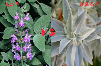 如何区分白鼠尾草和普通鼠尾草