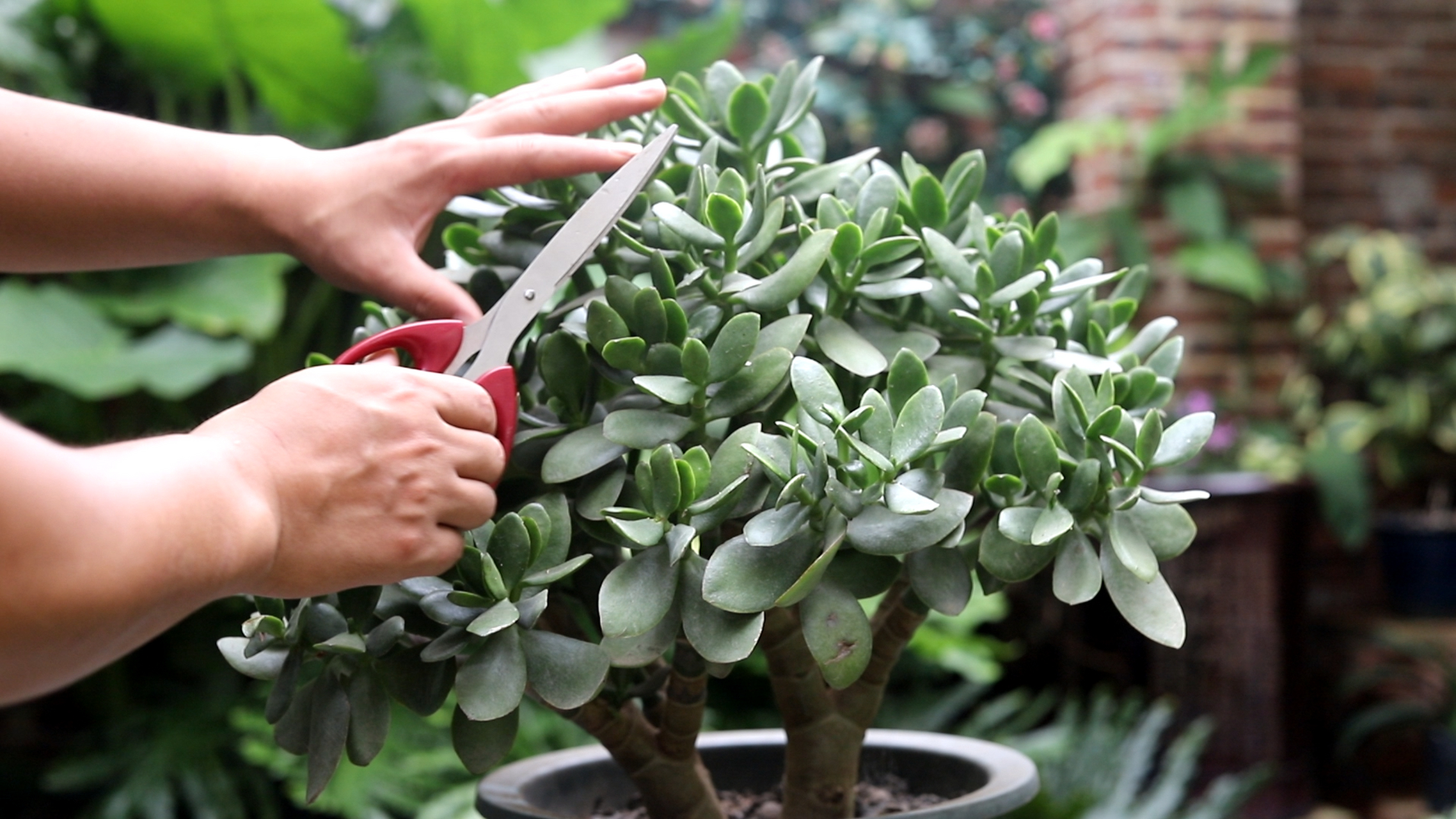 修剪玉树需把握修剪时间,采用摘叶,截短,整形等方法,注意工具卫生锋利