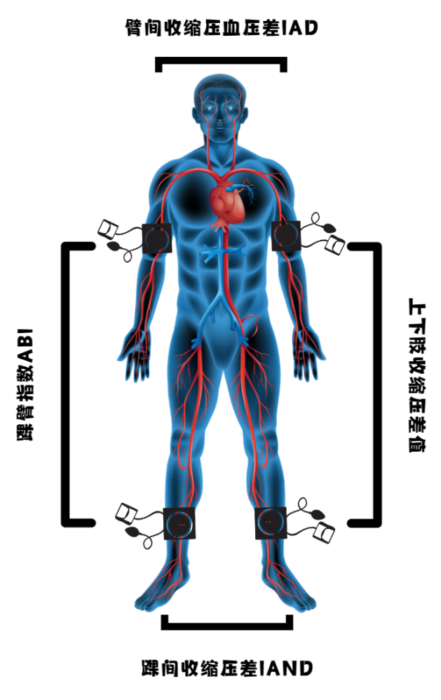 人体测量示意图图片