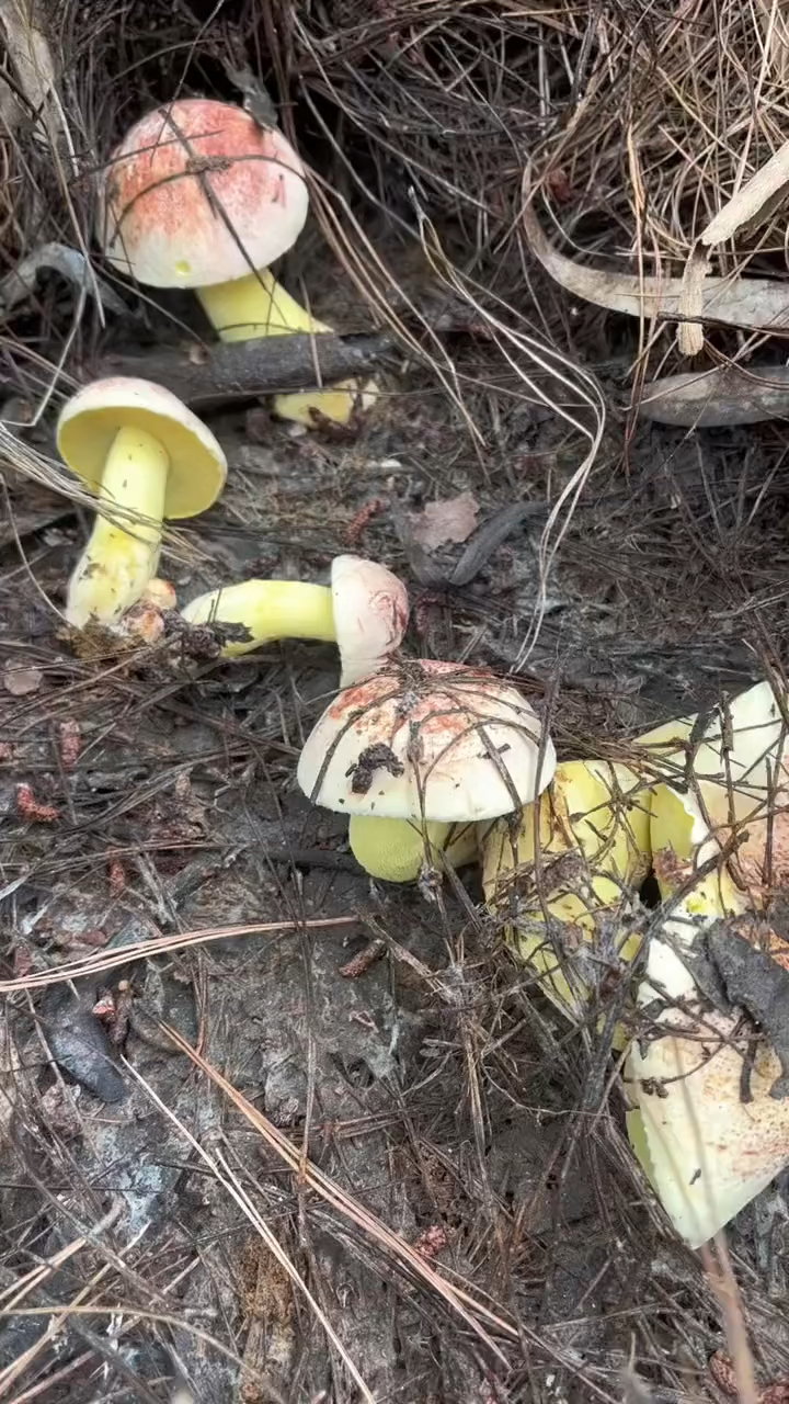 这种蘑菇好漂亮,能不能吃呀