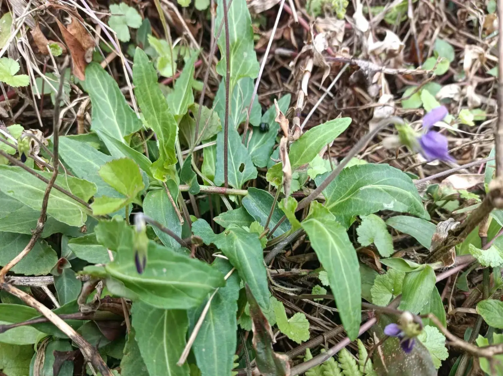 野生植物长萼堇菜,价值高嫩叶可食用,整株药用清热解毒