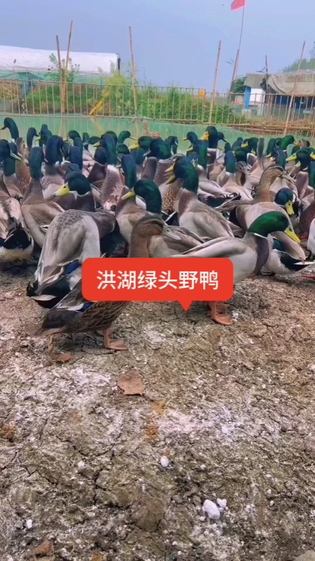 这样的鸭不是普通鸭是洪湖绿头野鸭-度小视