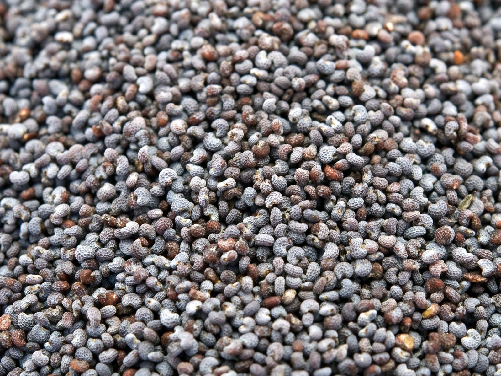 紫苏子籽的秘密:生吃还是熟吃?营养与风险的权衡