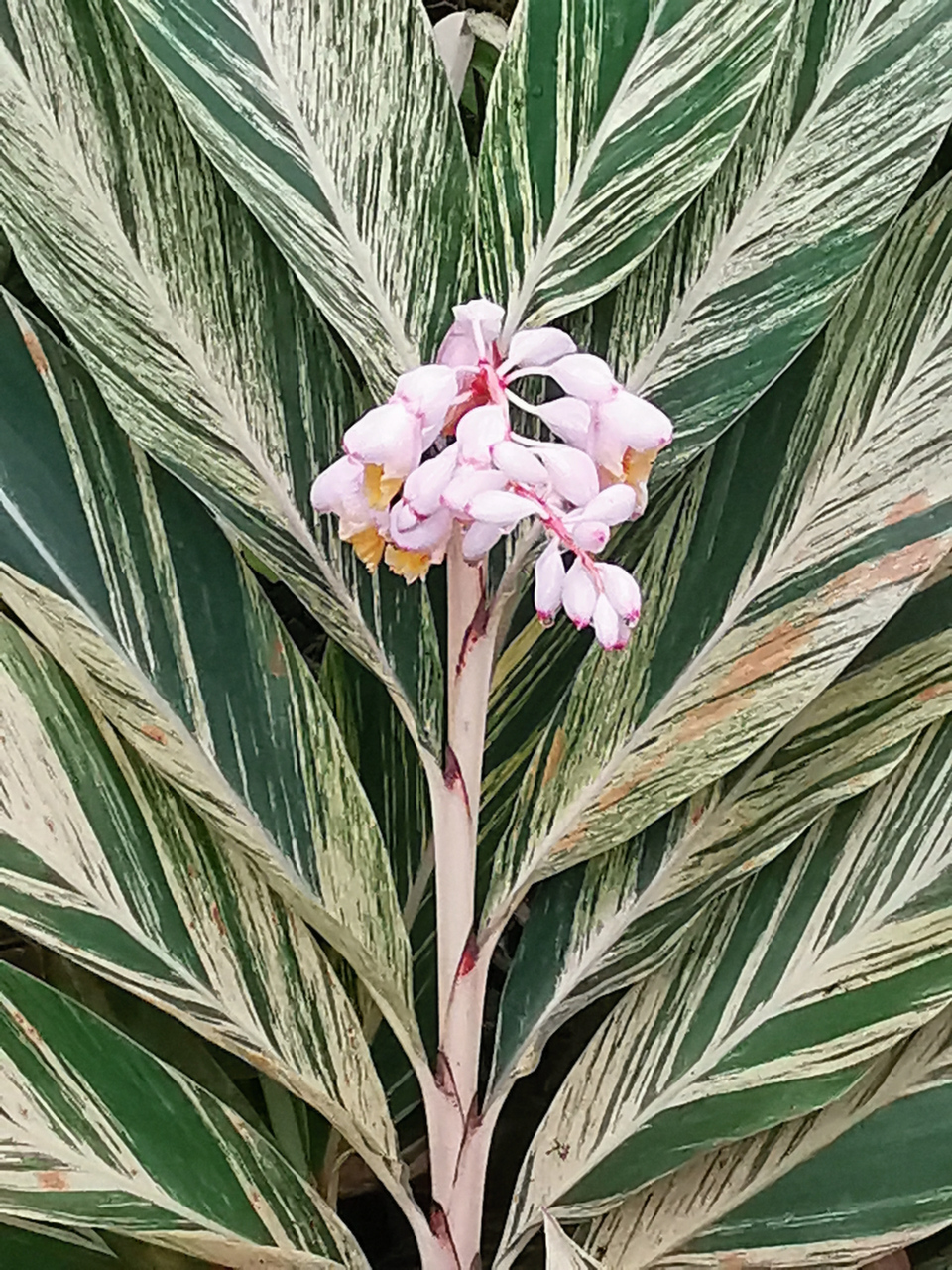 花叶艳山姜花语图片