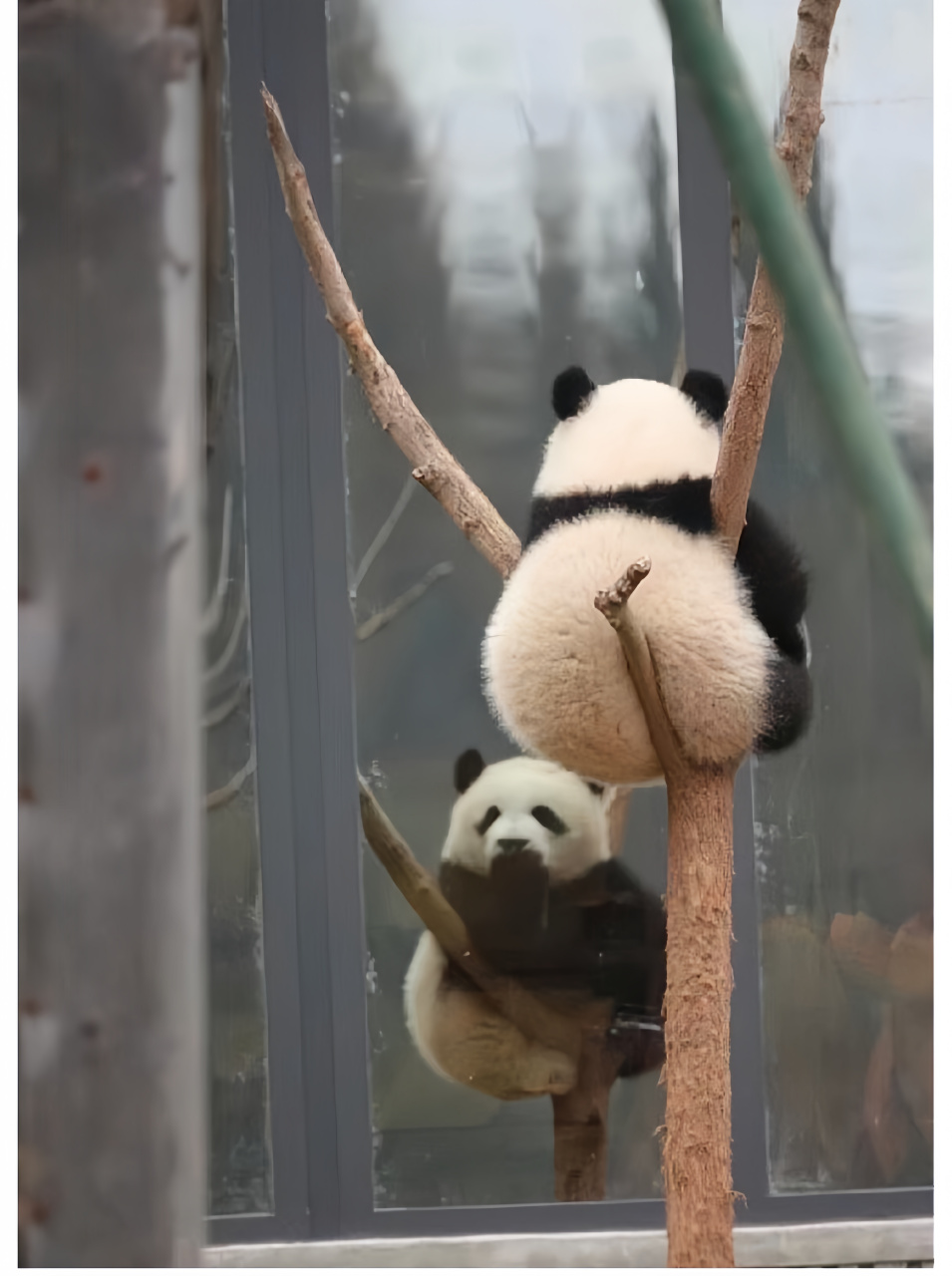 瞧这两只调皮可爱的小熊猫,居然拣了细细的树枝坐着.