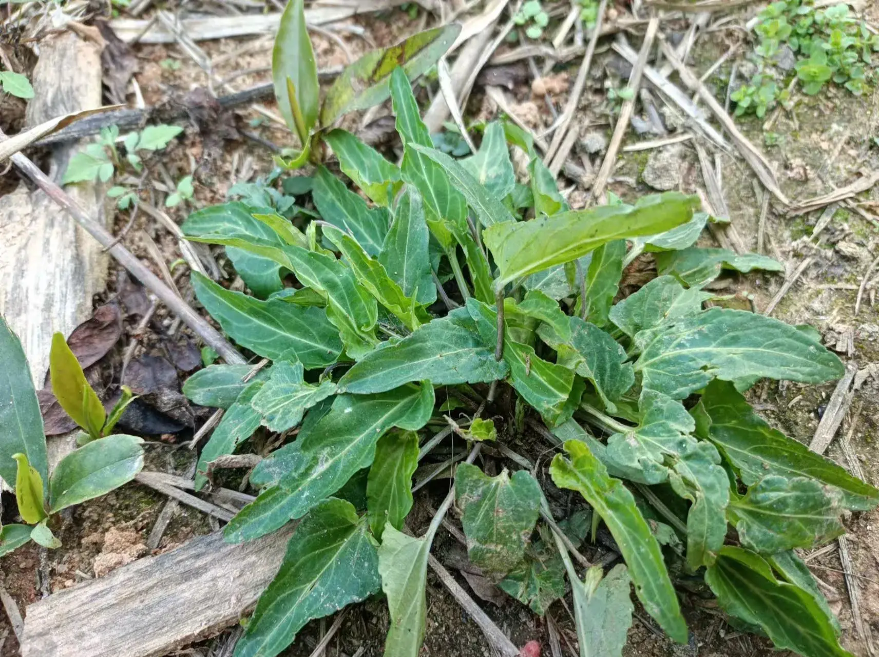 野生植物长萼堇菜,价值高嫩叶可食用,整株药用清热解毒