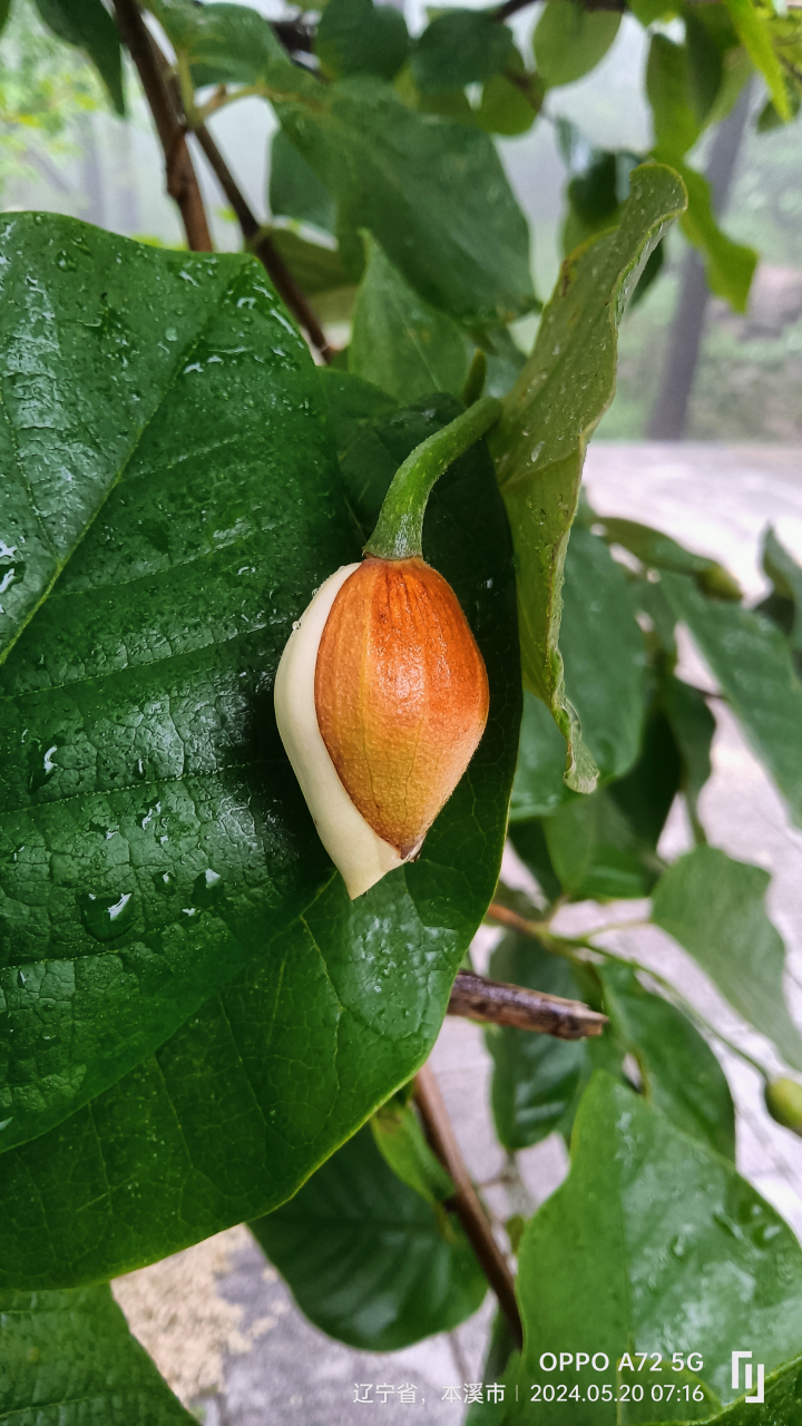 天女散花植物图片图片