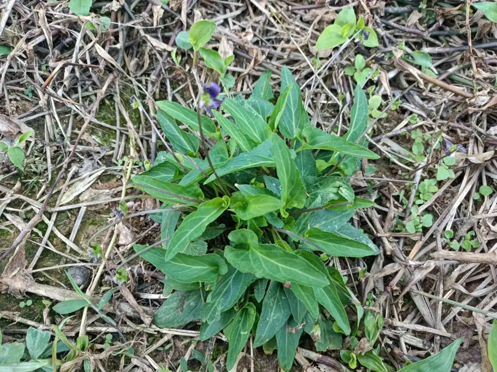 野生植物长萼堇菜,价值高嫩叶可食用,整株药用清热解毒