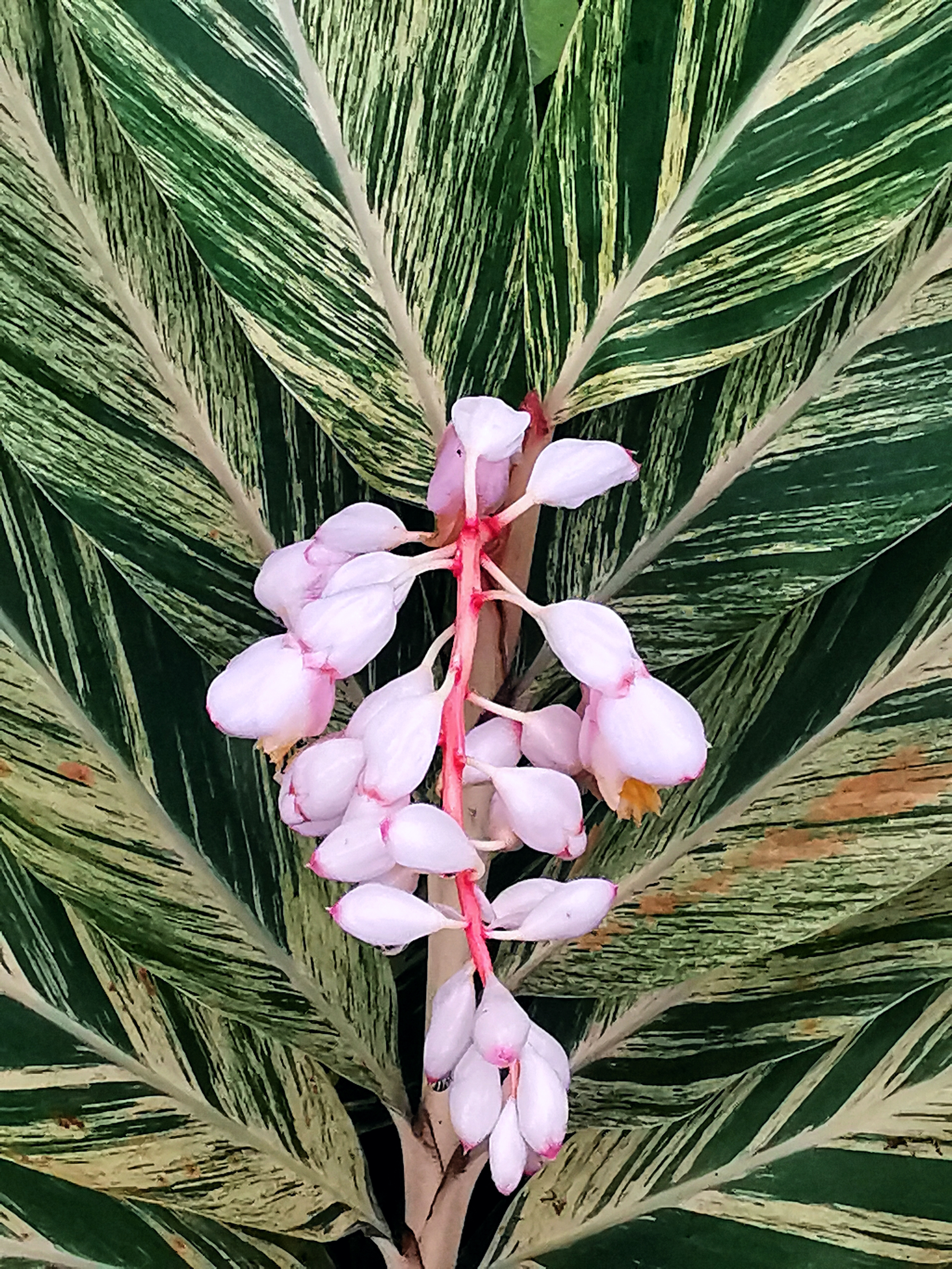 近日,梧州西堤公园的花叶艳山姜叶俏花艳,正是赏花拍花