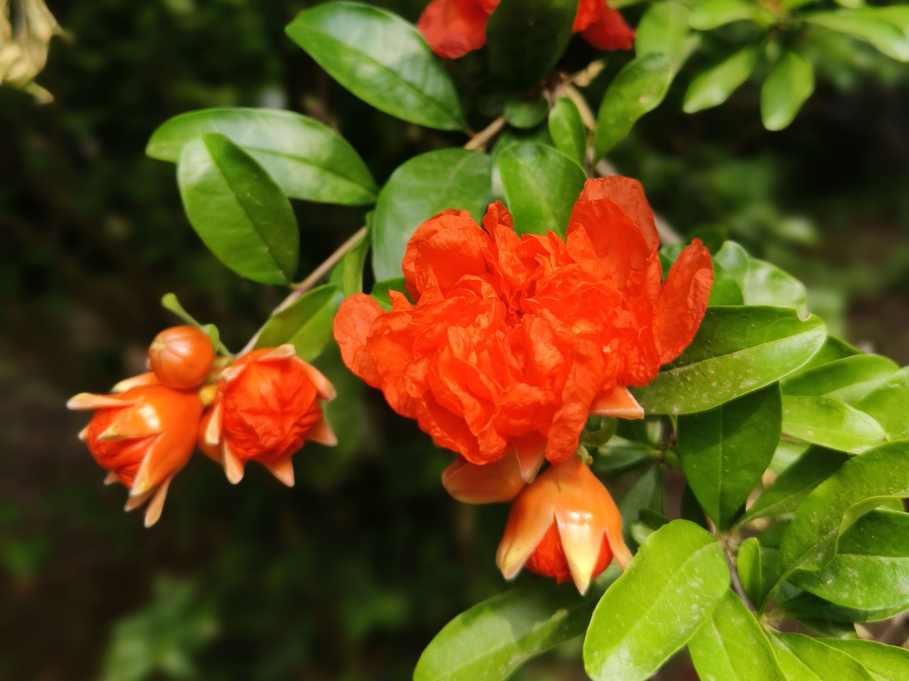 五月清晨,石榴花开