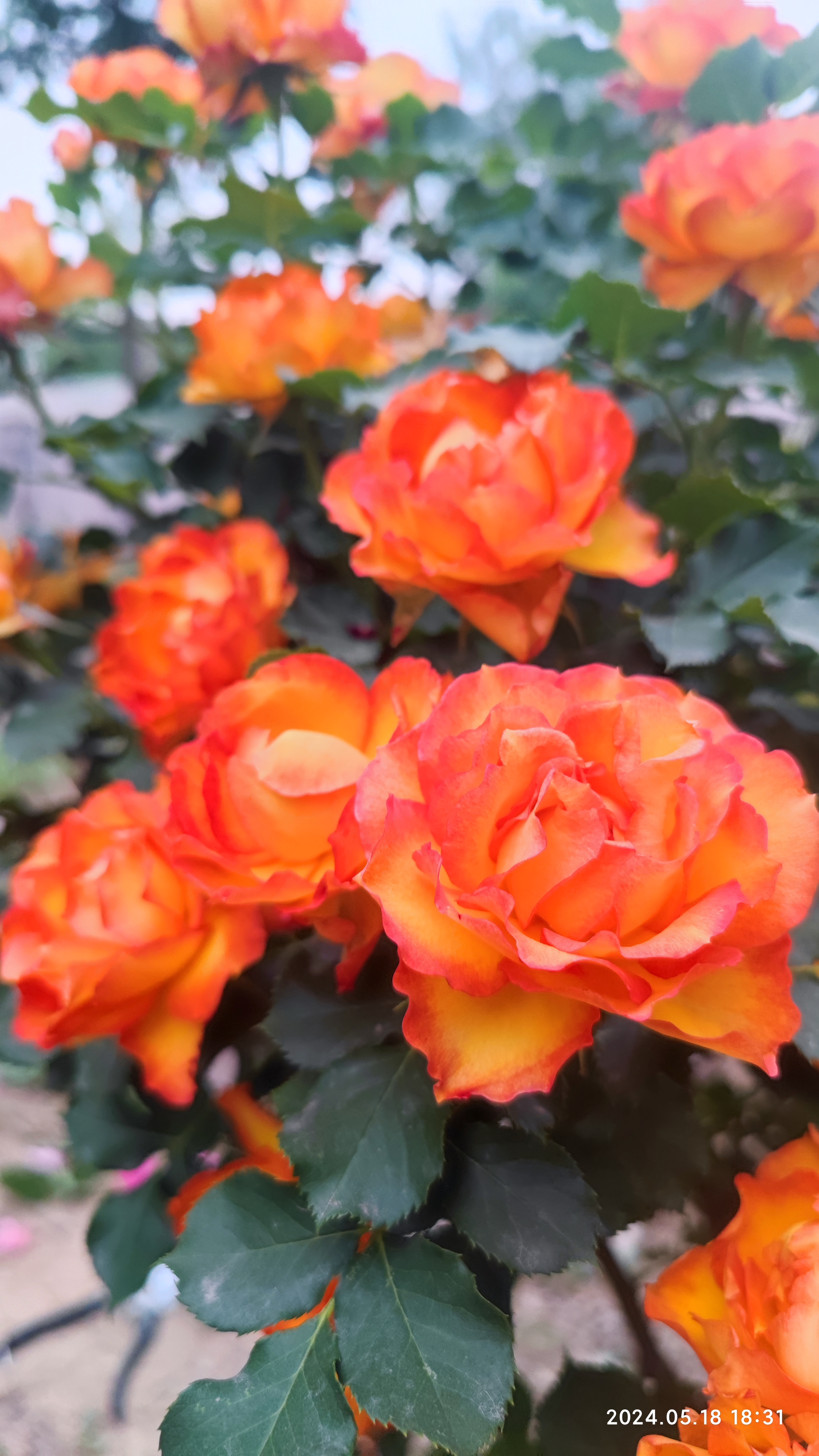 火焰月季是我非常喜爱的一个品种,它也是我花园里最闪亮的色彩