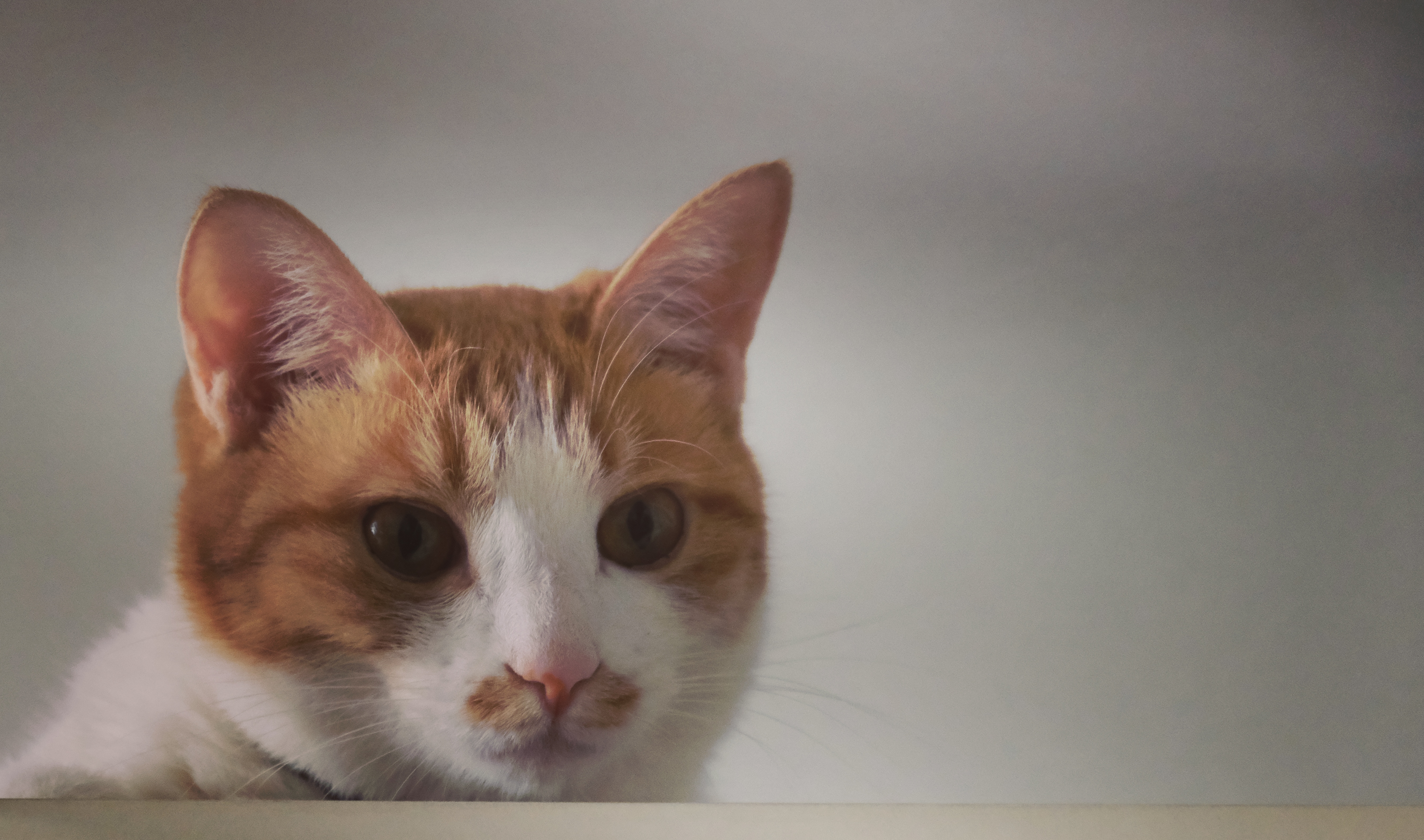 朋友家萌猫的表情包!