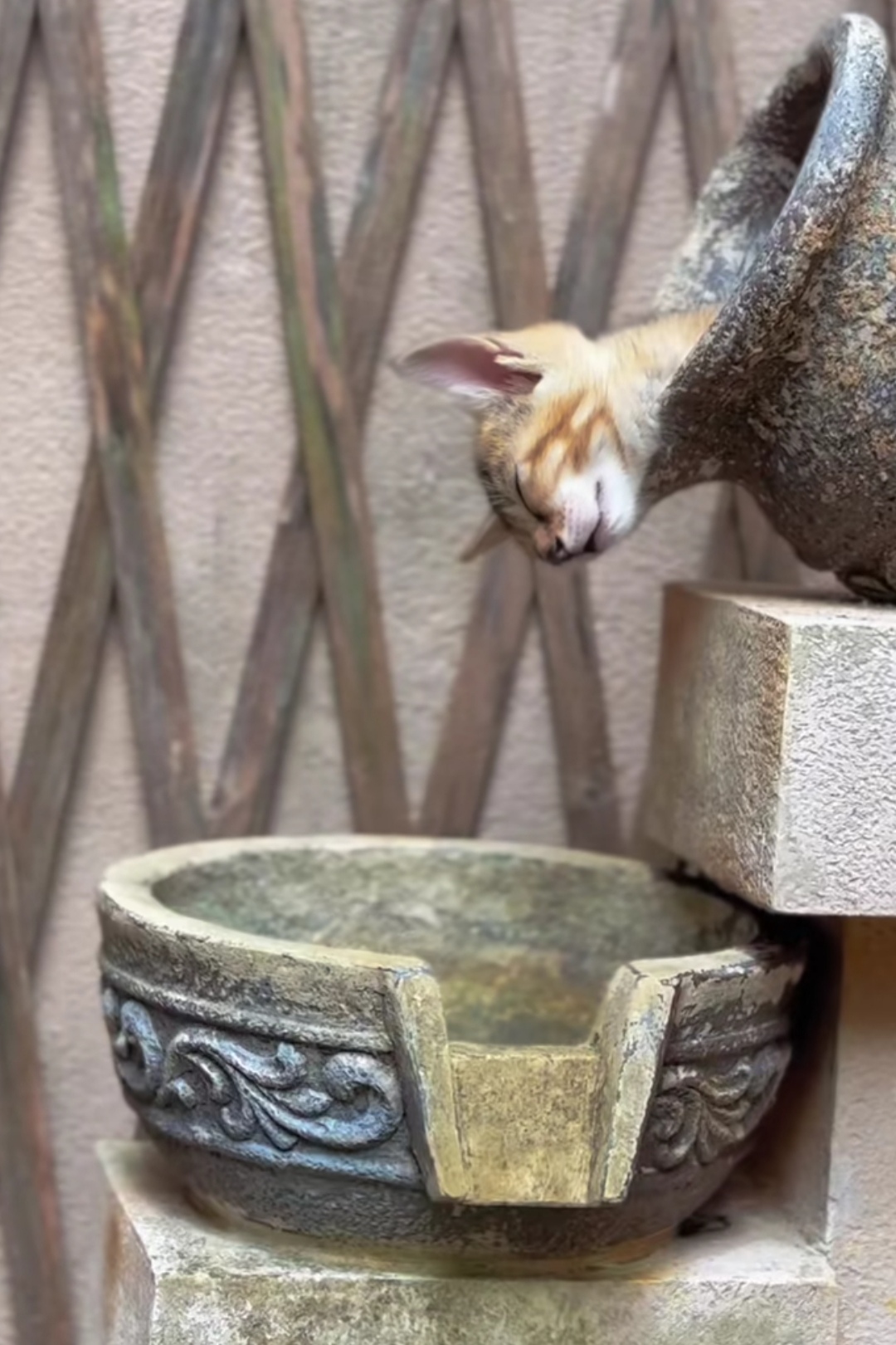 怪不得说猫是液体的给自己找了这么个地方睡觉这个姿势都能睡得舒服