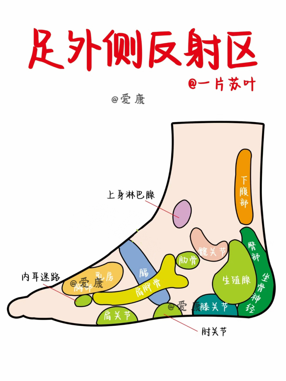 腿部学反射位图解大全图片