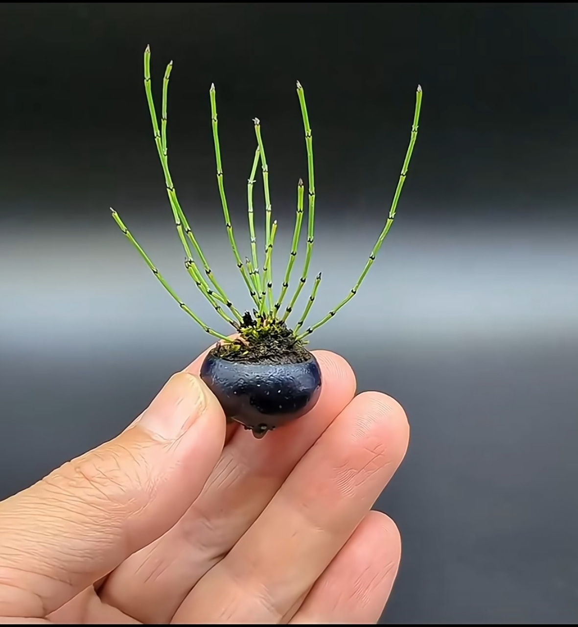 不知道要怎么培育?