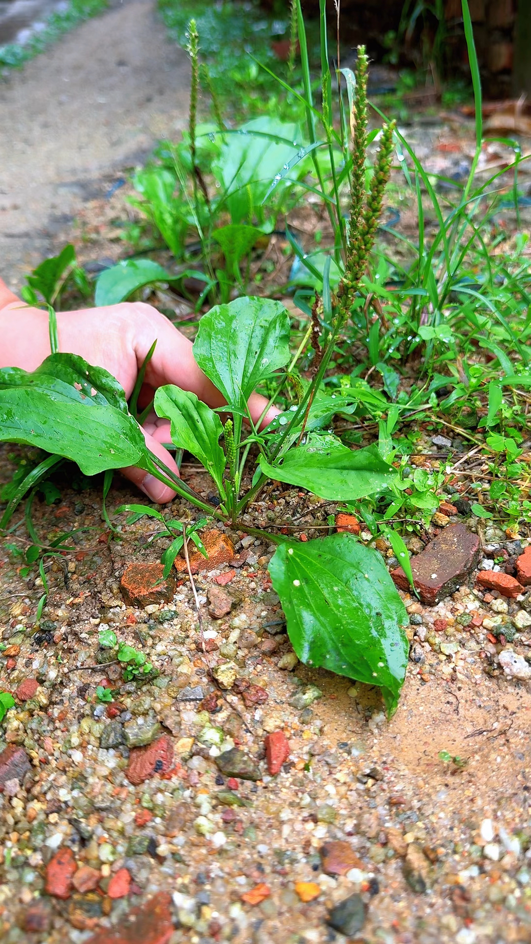 车轱辘菜你听说过吗?村民把它采摘回来清洗干净后晾晒-度小视