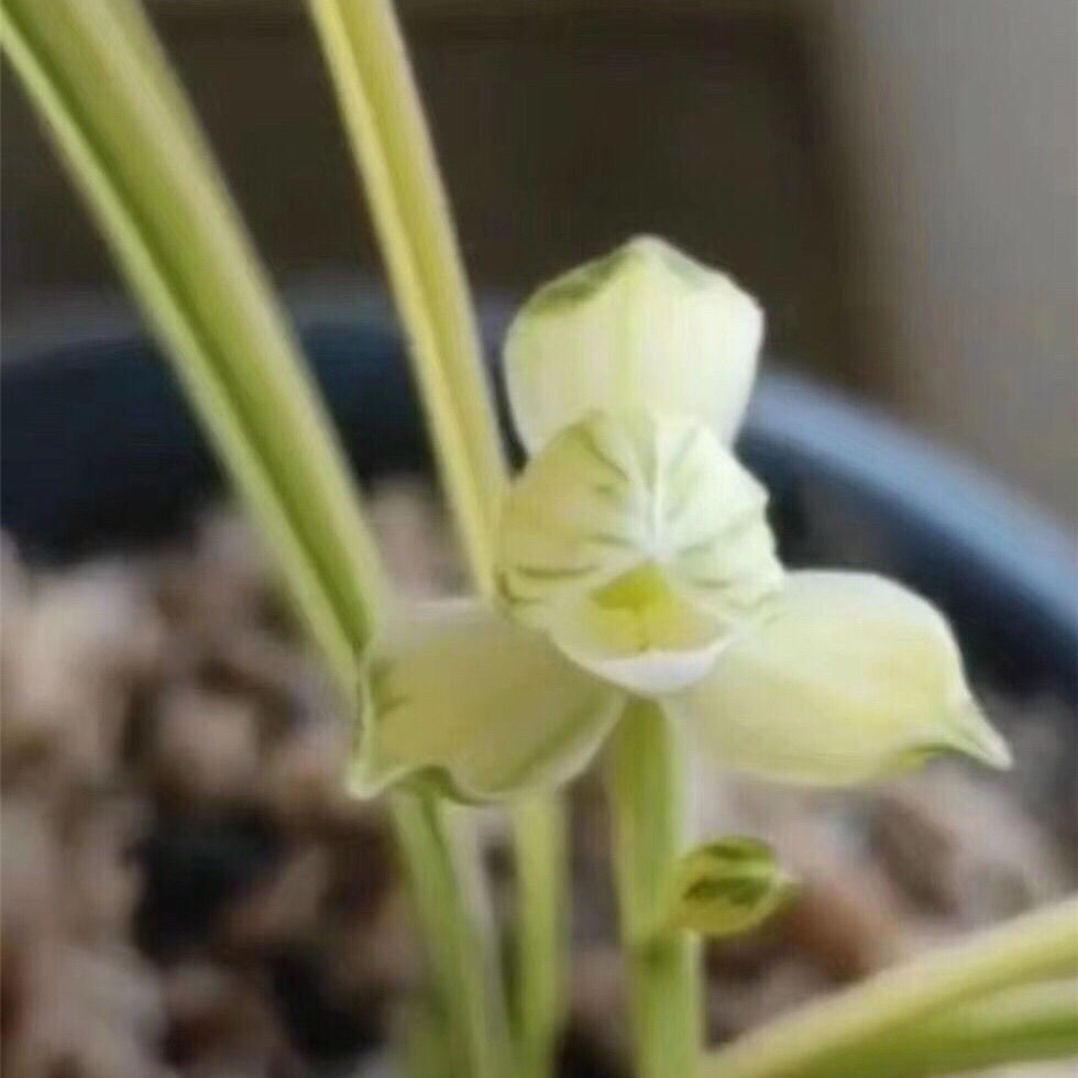 莲瓣兰瑞雪花艺双全中透高档艺兰花铭品花卉清仓室内客厅阳台绿植