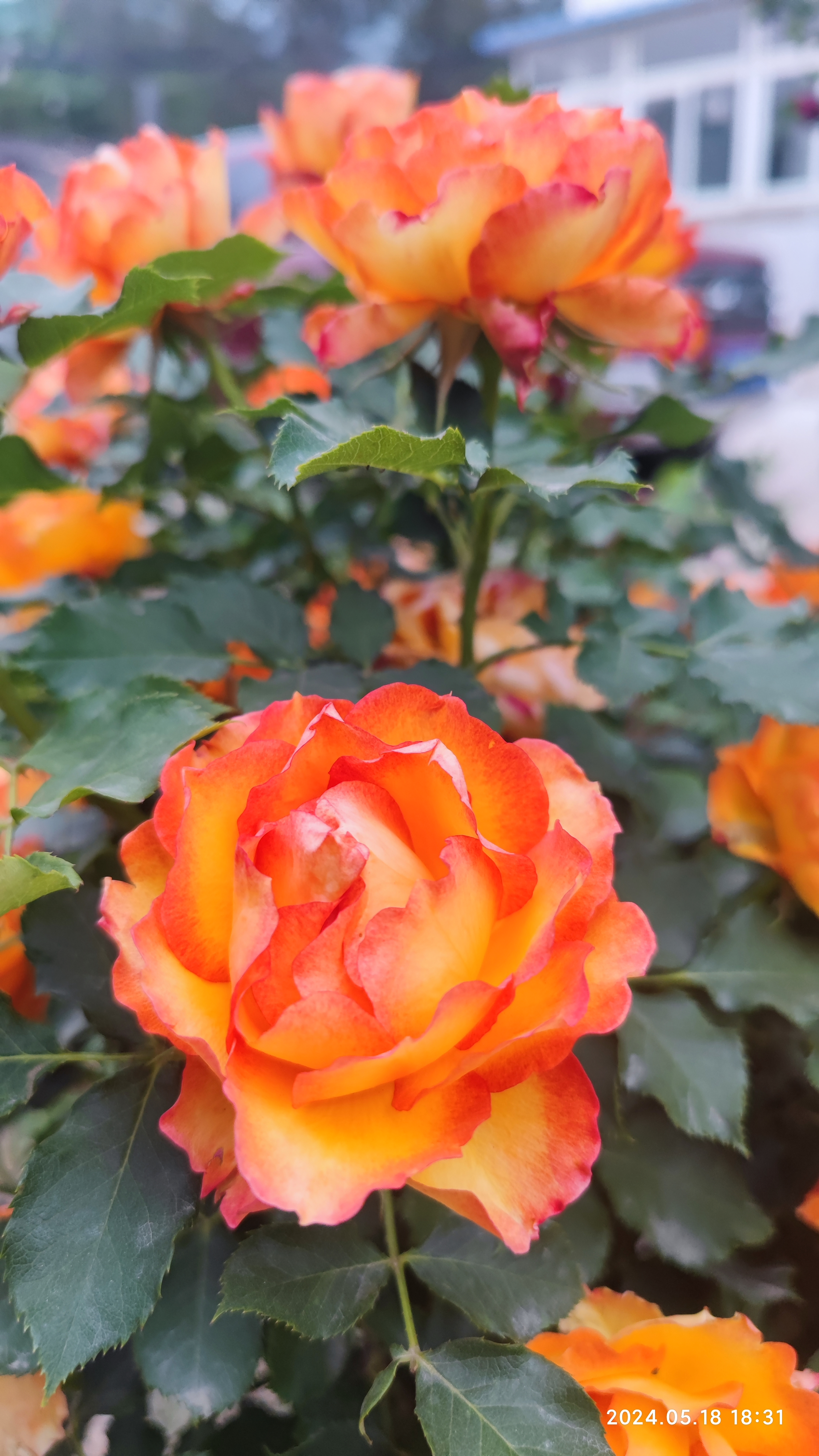 火焰月季是我非常喜爱的一个品种,它也是我花园里最闪亮的色彩