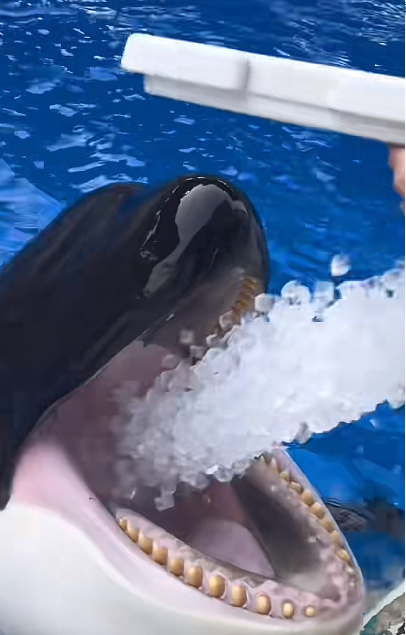 两大箱的冰都要炫完,一点不"冻"牙吗?