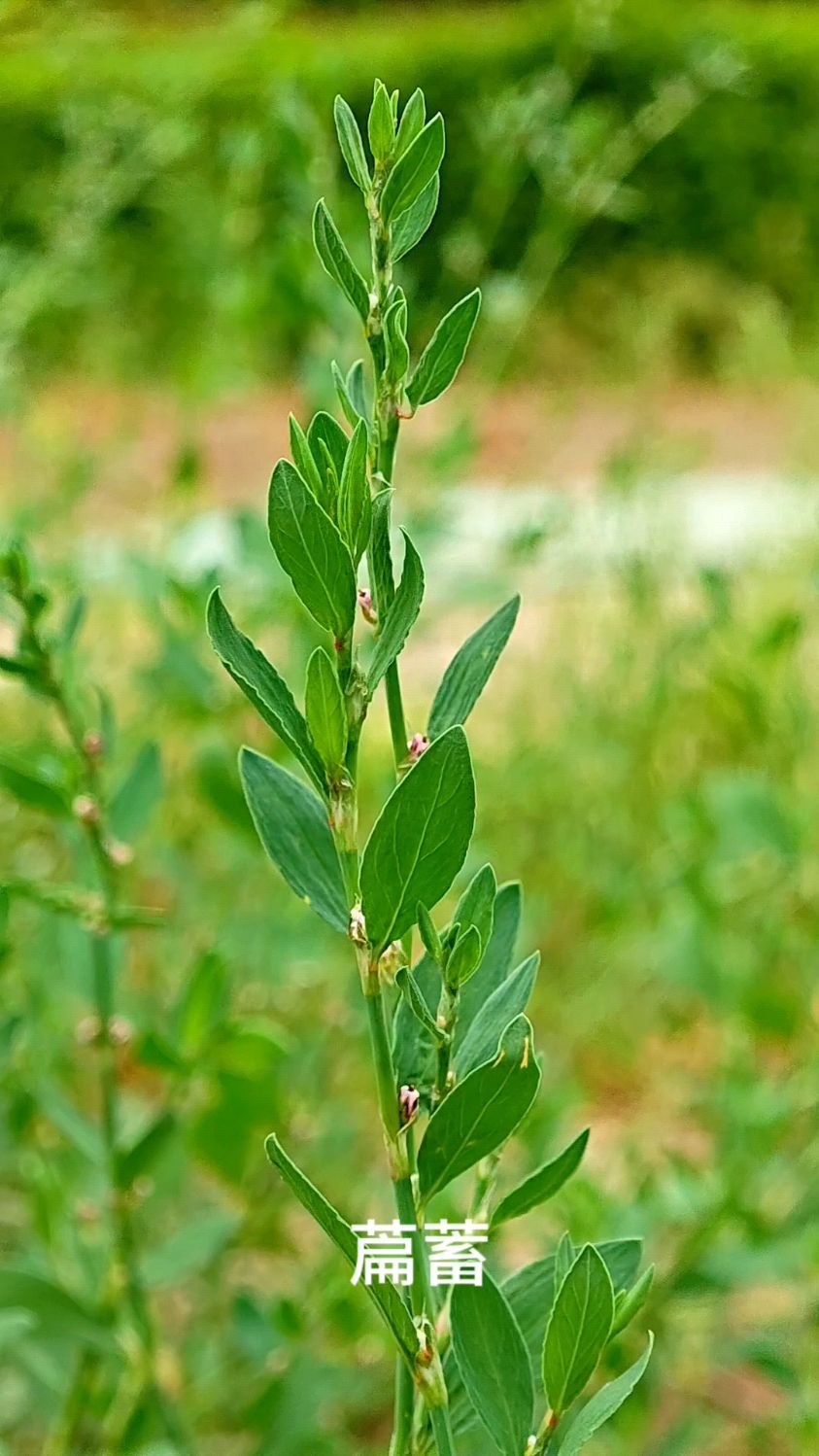 扁蓄 每天认识一味中草药.干燥地上部分入药.本草纲目草部