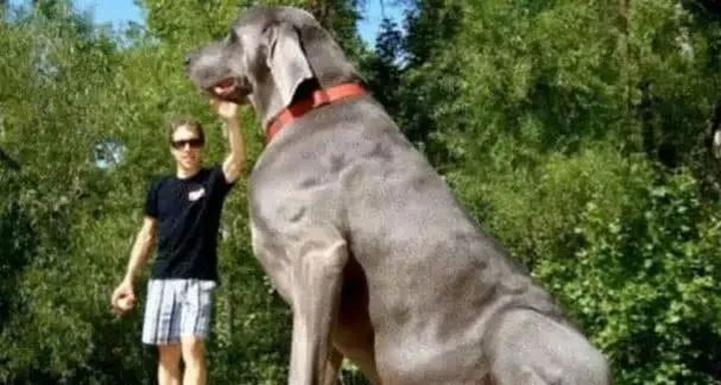 高加索犬,全球最大犬类之一,以强大保护能力,体魄和无畏性格闻名.