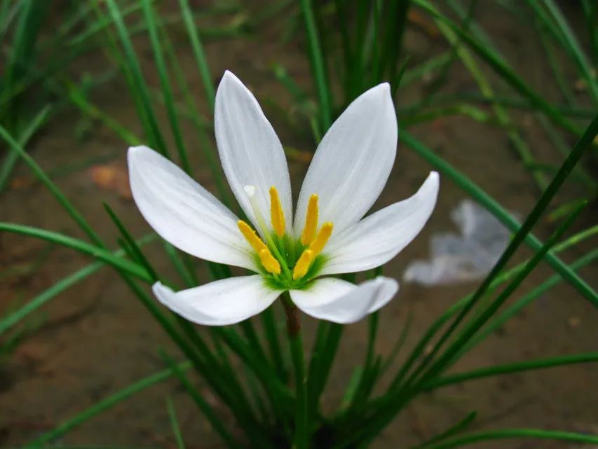 干货干货!葱兰花的种植方式和注意事项!