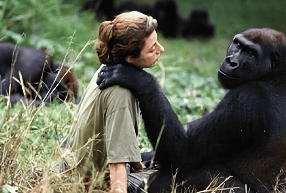 苏联"人猿杂交"实验:5名女孩与数只猩猩参与,最终能否成功?