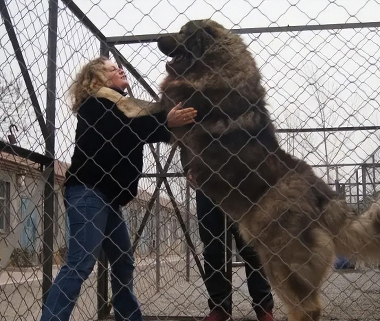 高加索犬 站起来图片