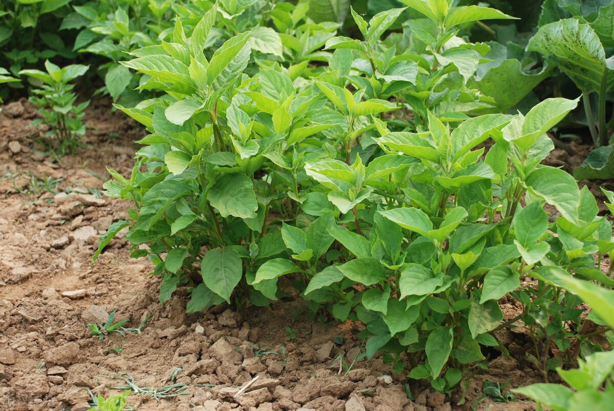 川牛膝可治风湿腰膝疼痛,妇女经闭等症,川牛膝的栽培,来看下吧