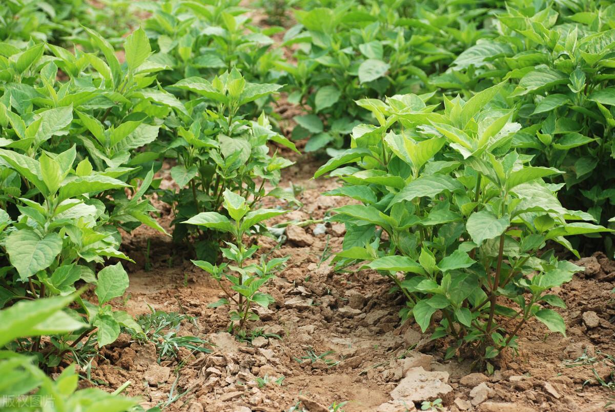川牛膝可治风湿腰膝疼痛,妇女经闭等症,川牛膝的栽培,来看下吧