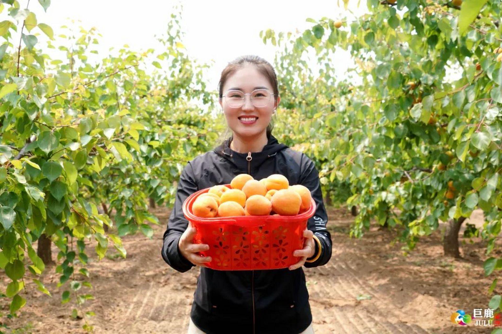 杏林成网红打卡地,品种丰富质量高,深受顾客喜爱