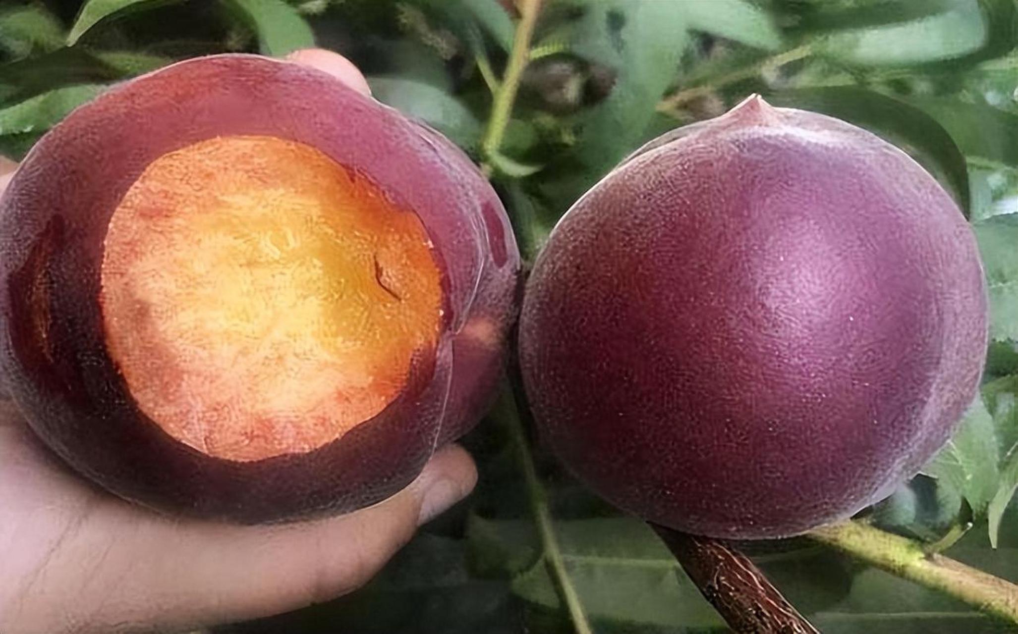 黑桃皇后,这一爆款水果新贵不容错过97富含花青素,口感甜美无比.