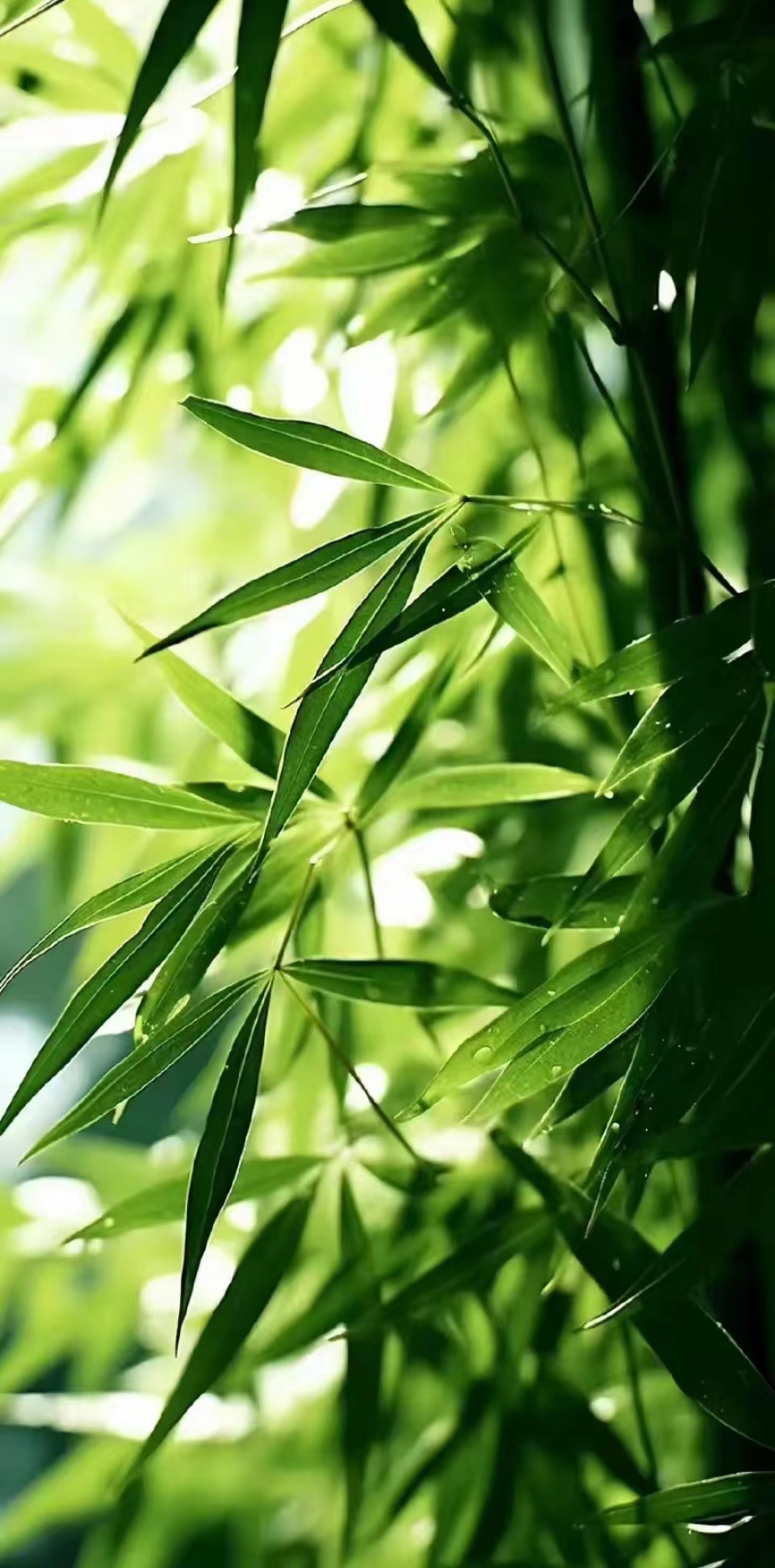 翠竹青翠欲滴,如同翡翠般闪耀着清新的绿光,给人心旷神怡的感觉.