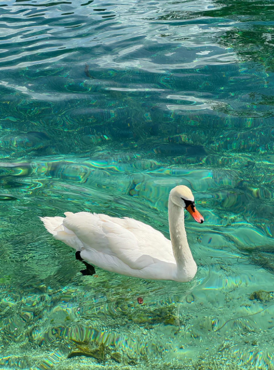 清澈见底的湖水,连狗都忍不住下去游一圈了!