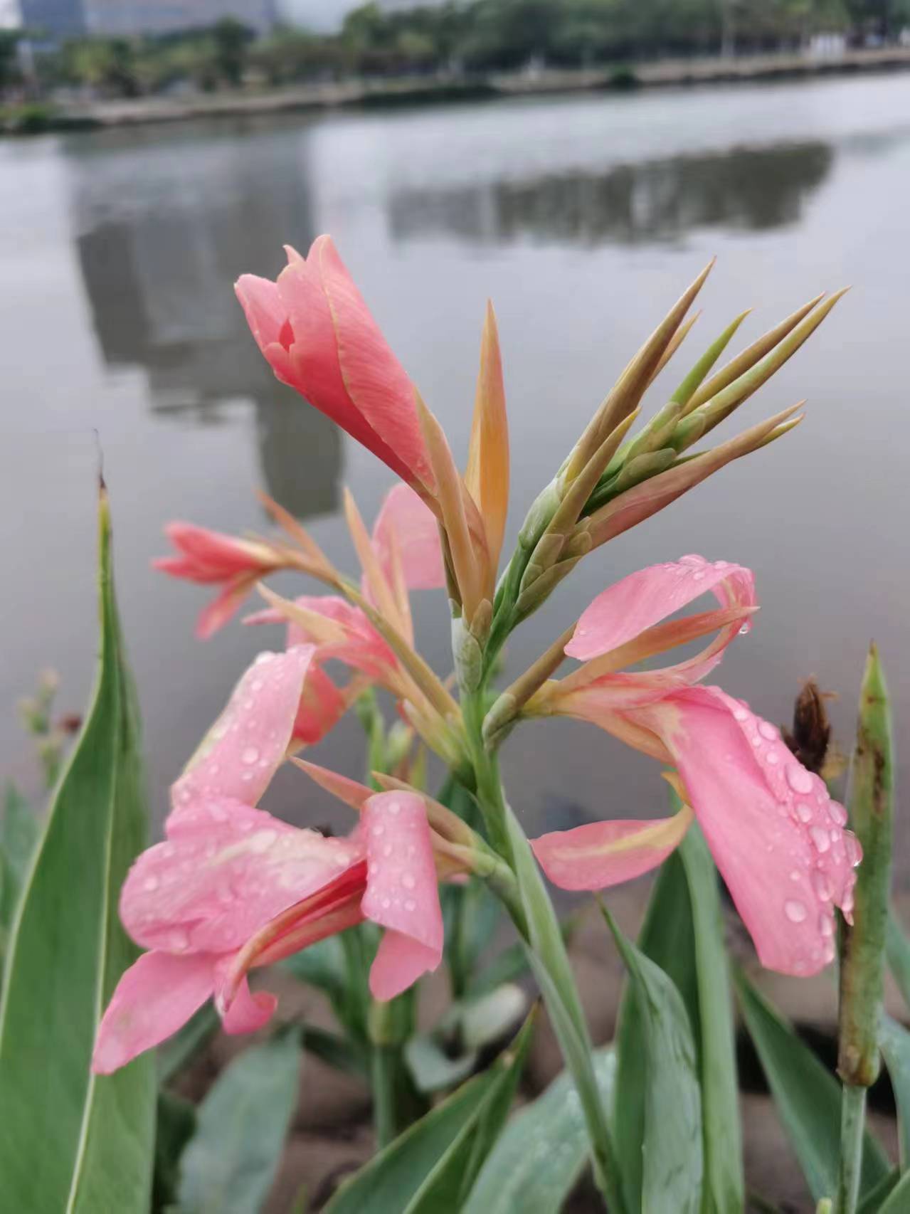 粉美人蕉叶大浓茂,花色艳丽,花期还长