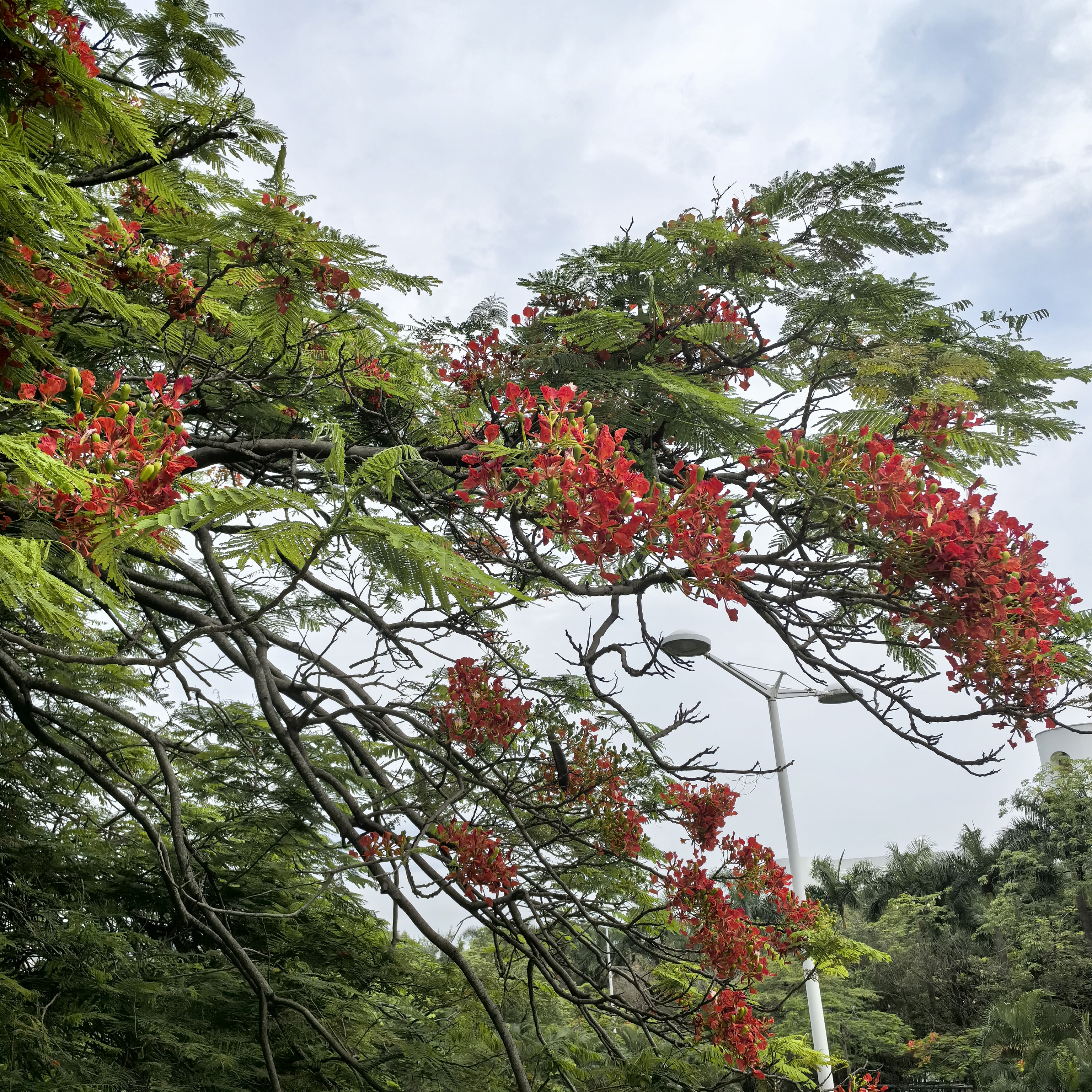 地铁站背面还有几棵凤凰花开的也很好,去玩的可以留意