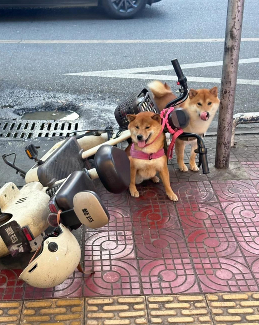 这绝对是两只傻狗,都这样了还不知道跑!