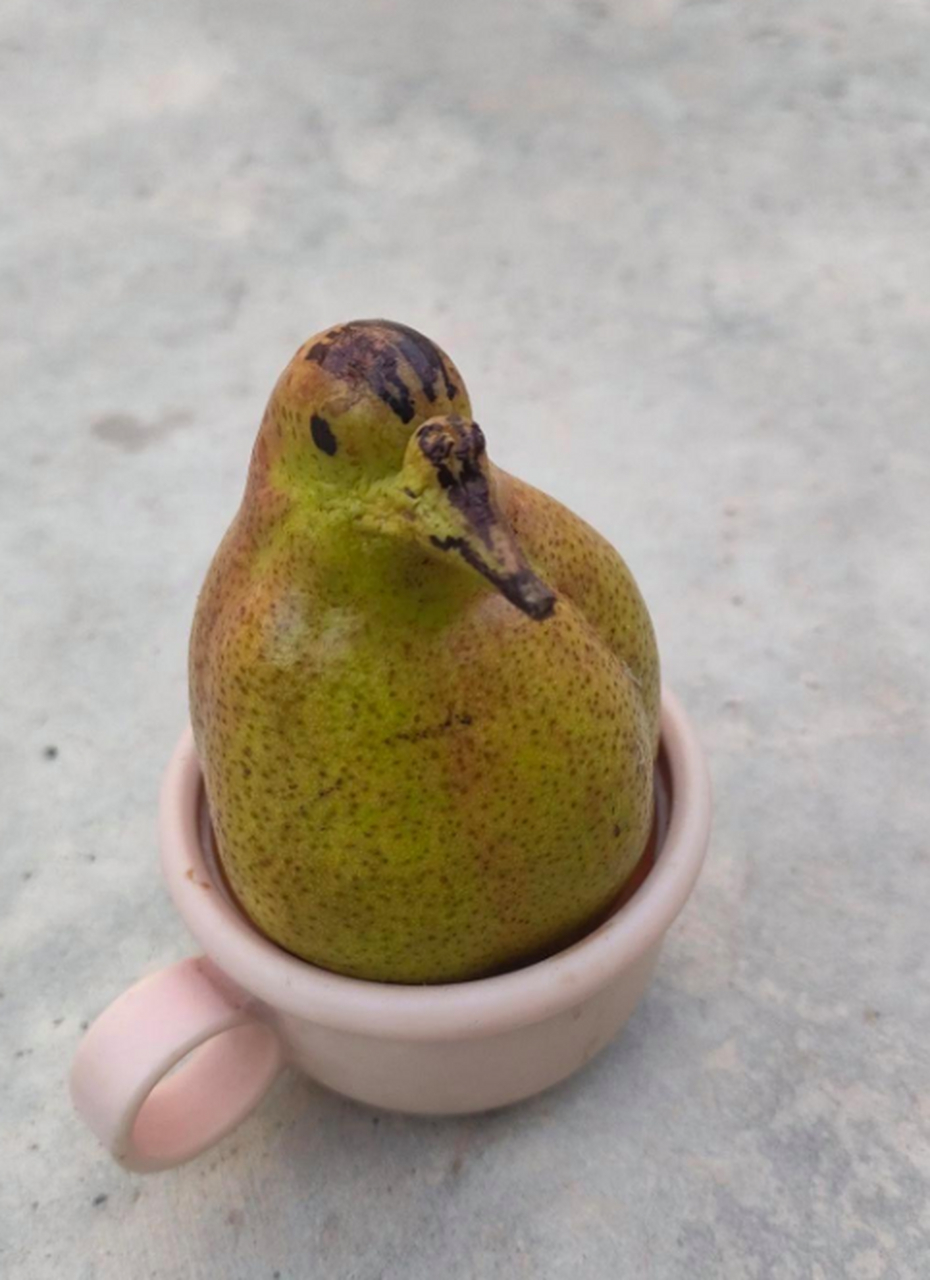 终于知道为啥叫鸭梨了,别说还挺像?