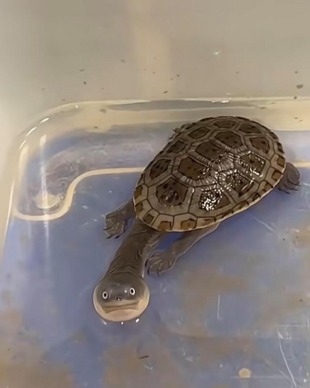 我怎么记得乌龟头不这样?