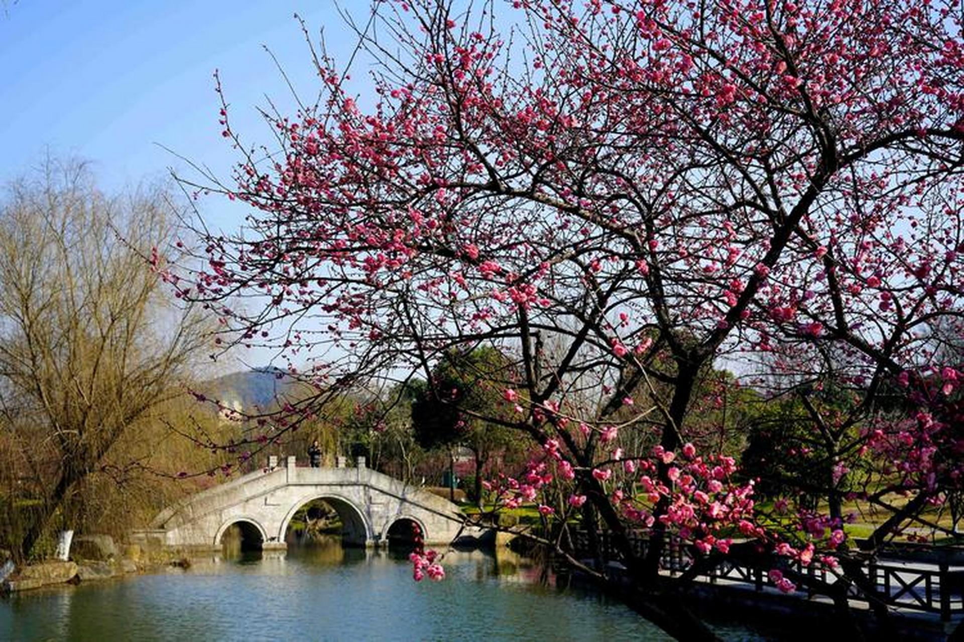 杭州超山风景区门票图片