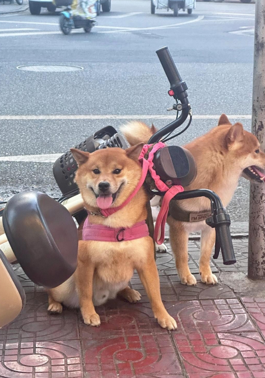 这绝对是两只傻狗,都这样了还不知道跑!