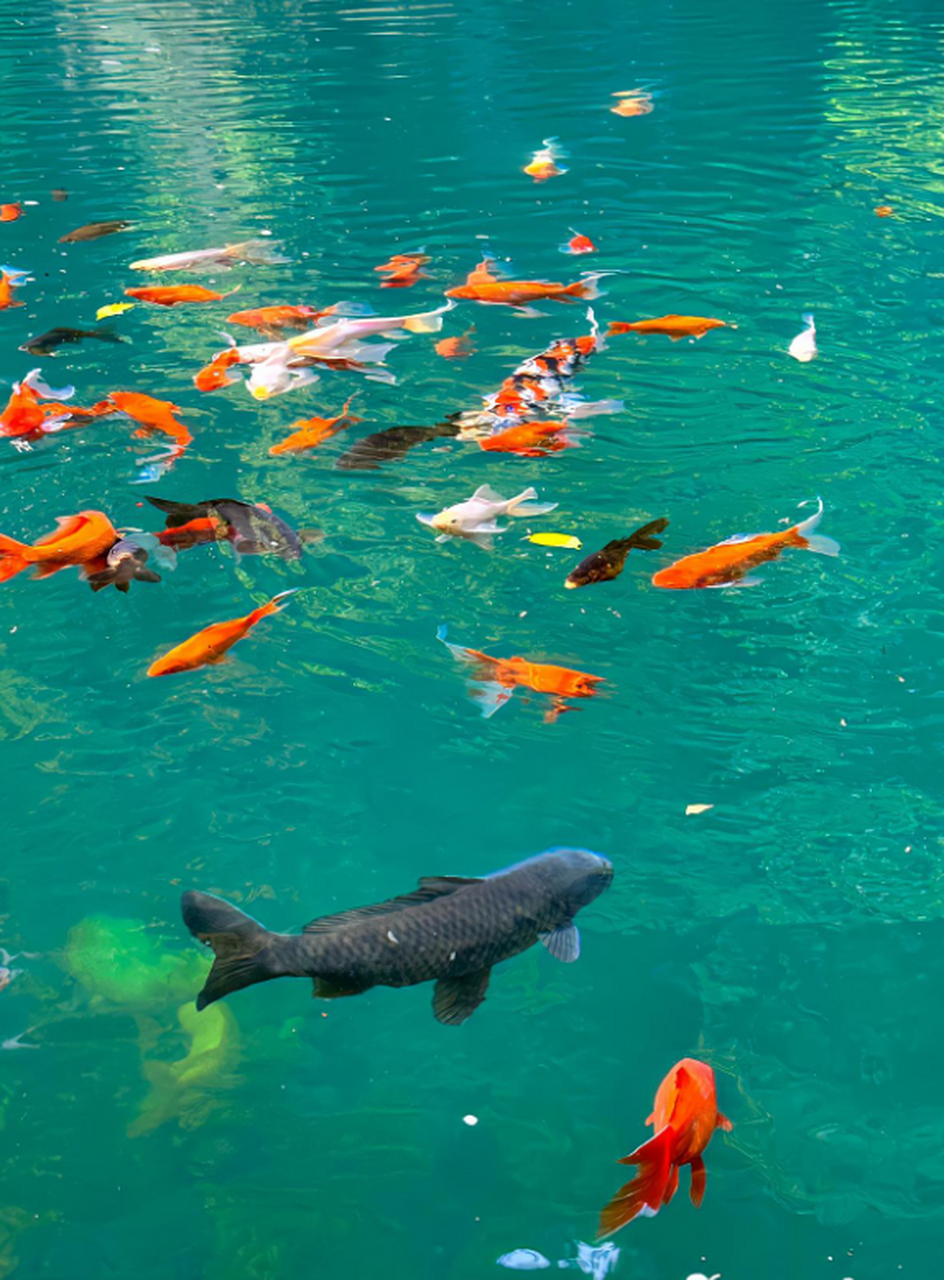 清澈见底的湖水,连狗都忍不住下去游一圈了!