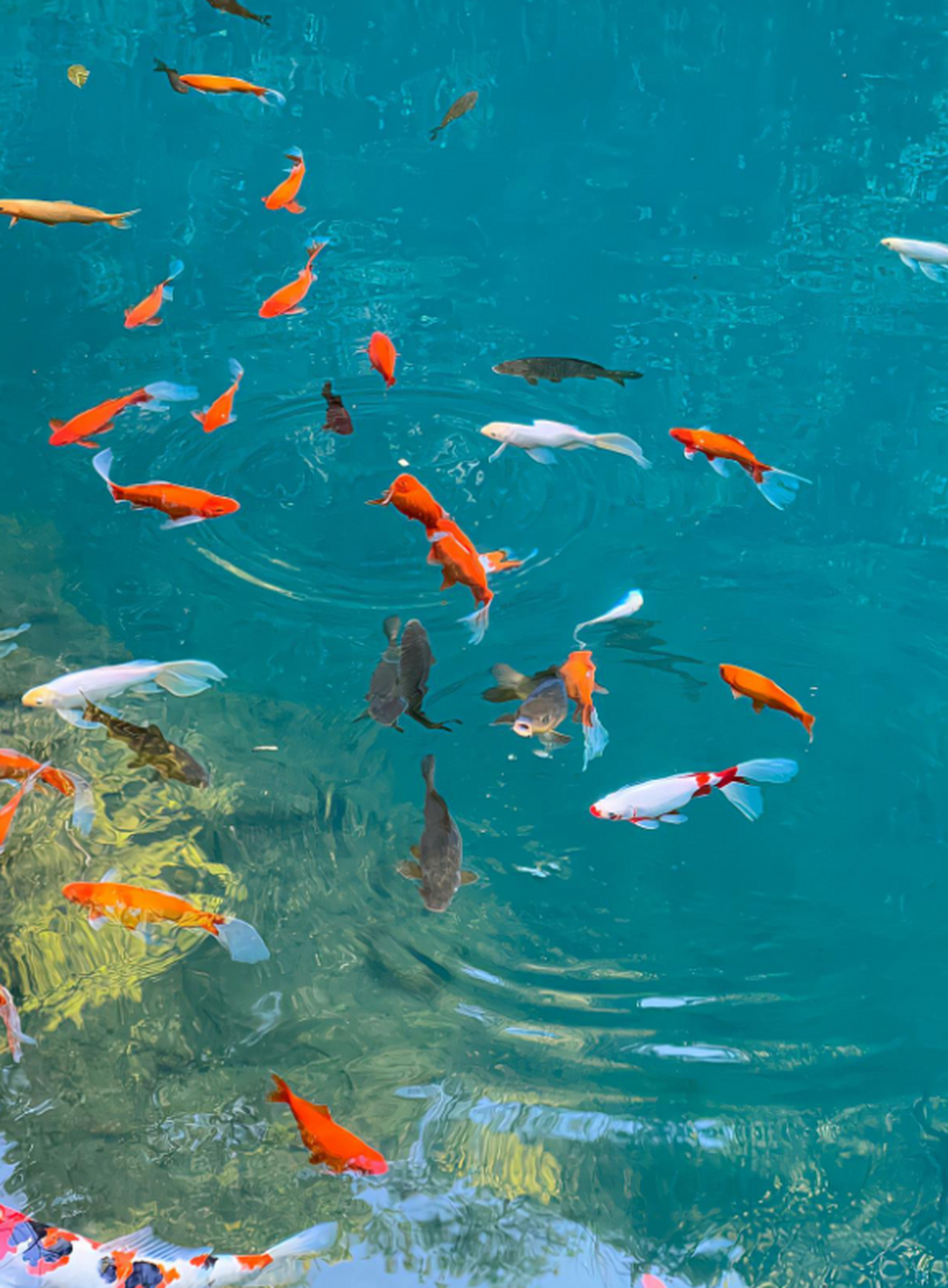 清澈见底的湖水,连狗都忍不住下去游一圈了!