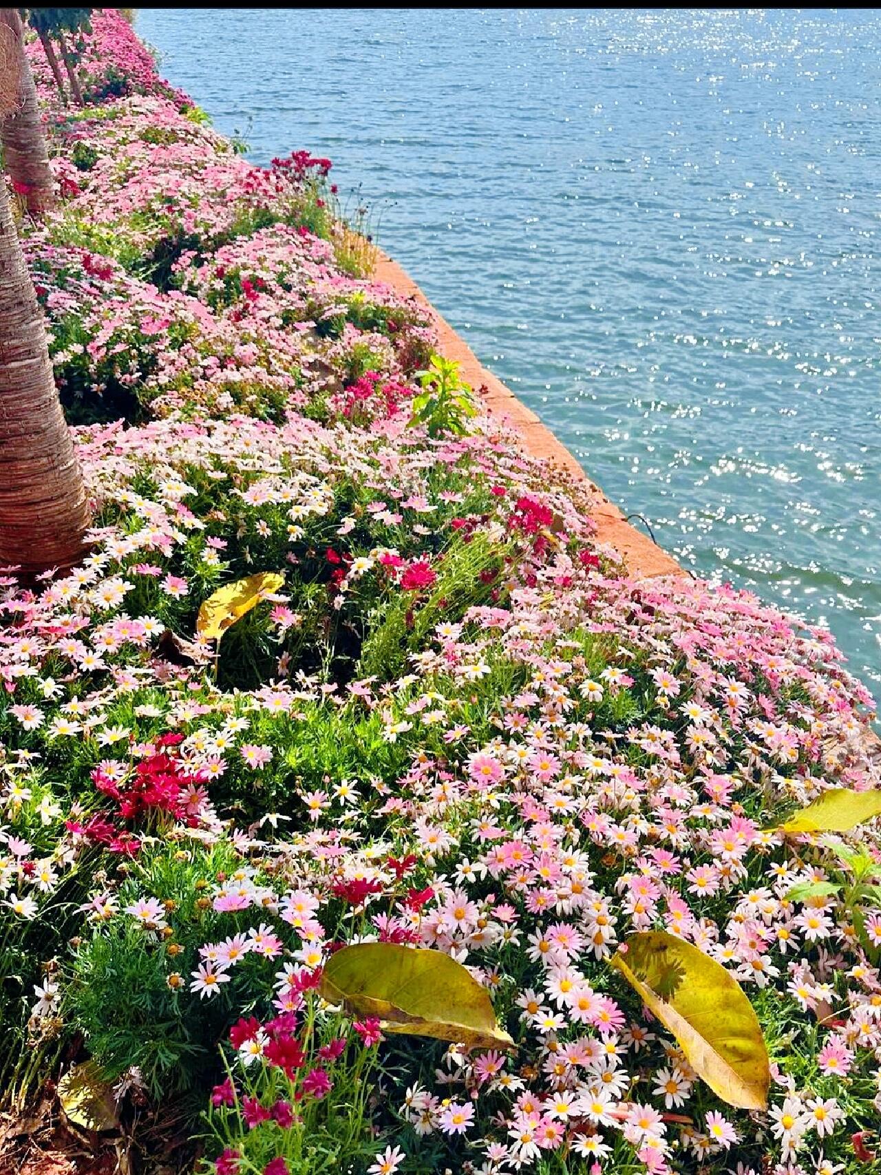 大理之春:一场与花海的浪漫邂逅 春天的大理,仿佛是大自然调色盘上的