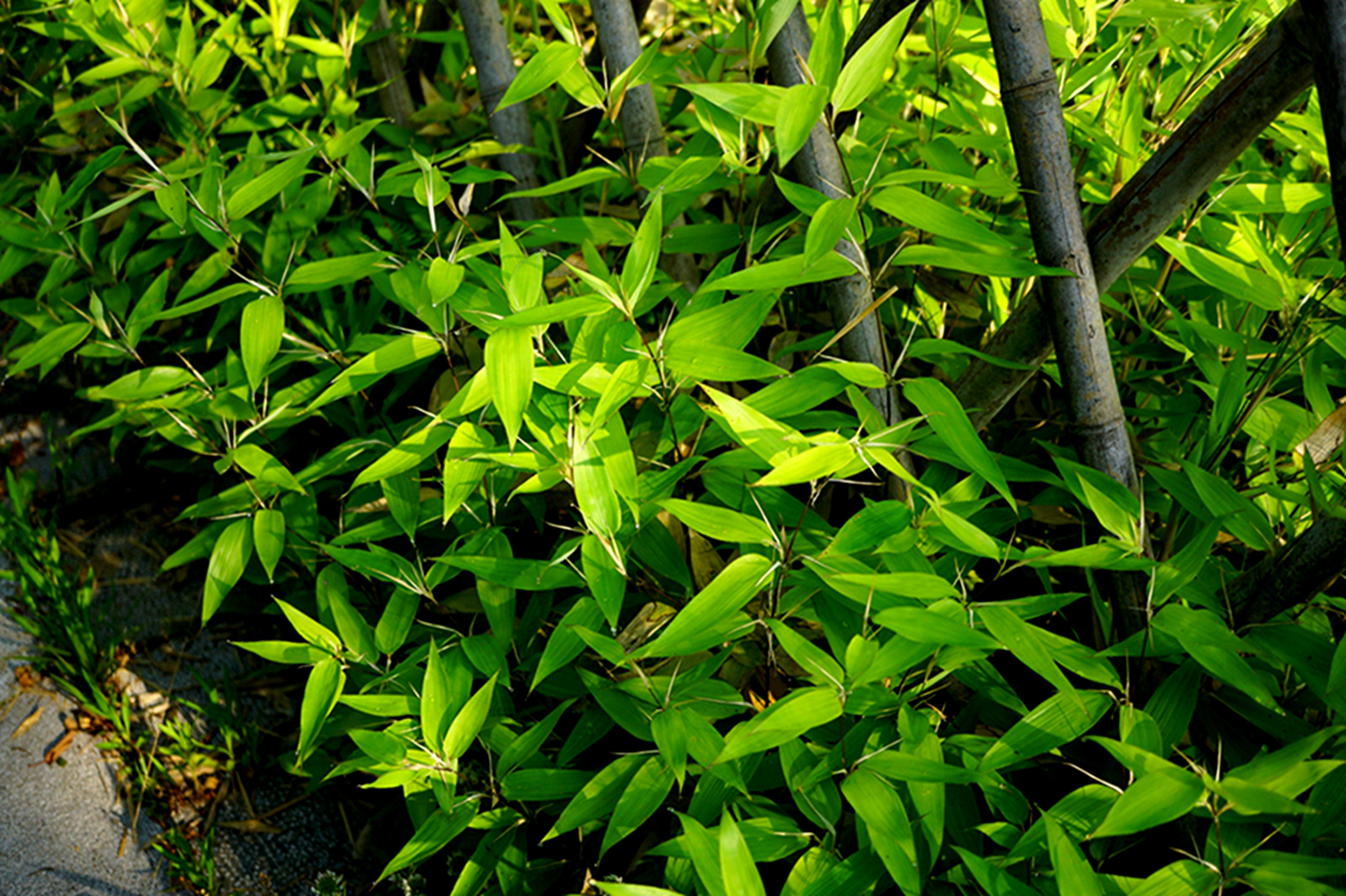 我见到的山东本土植物和园林栽培植物(208)鹅毛竹(栽培)