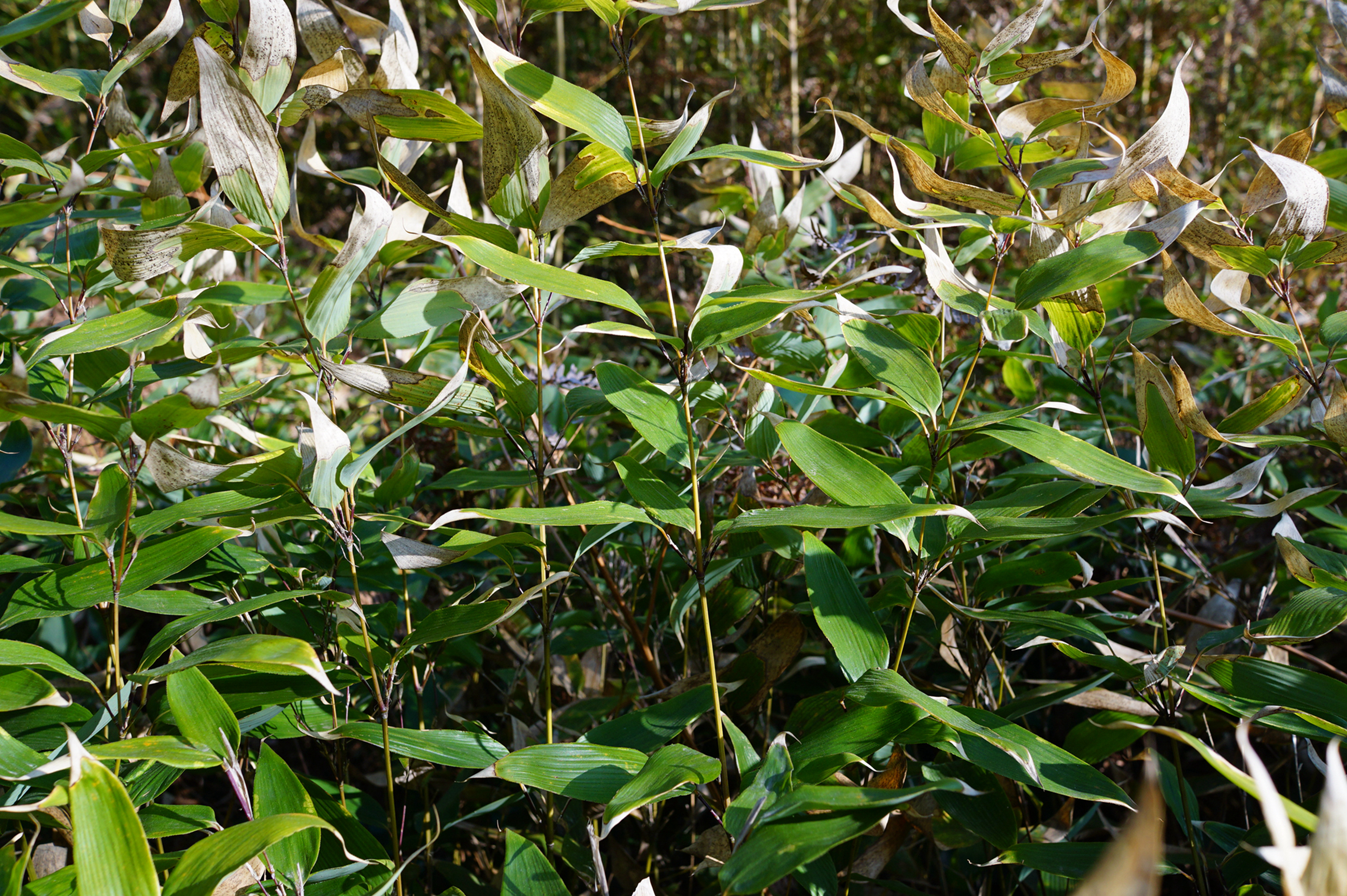 我见到的山东本土植物和园林栽培植物(208)鹅毛竹(栽培)