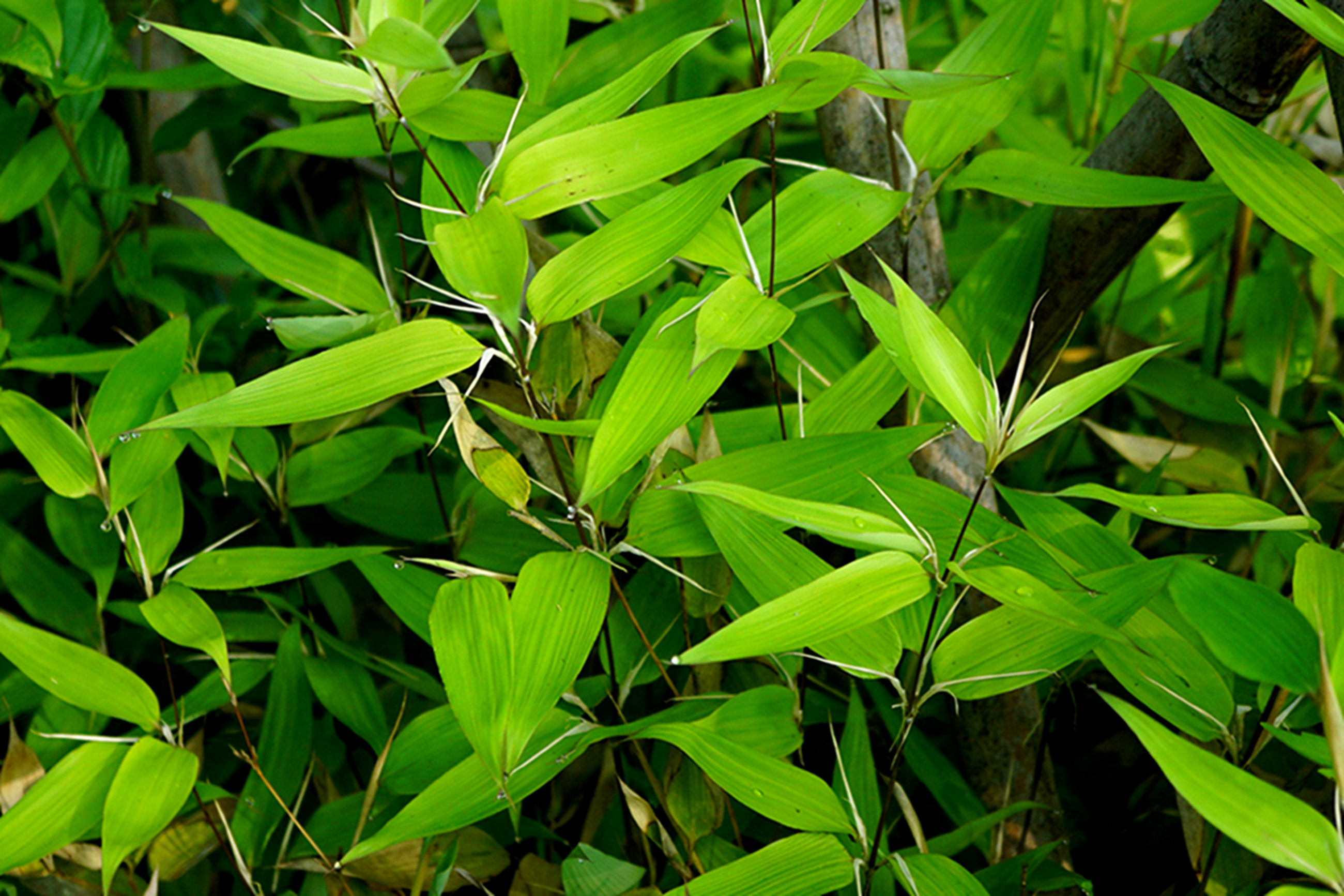 我见到的山东本土植物和园林栽培植物(208)鹅毛竹(栽培)